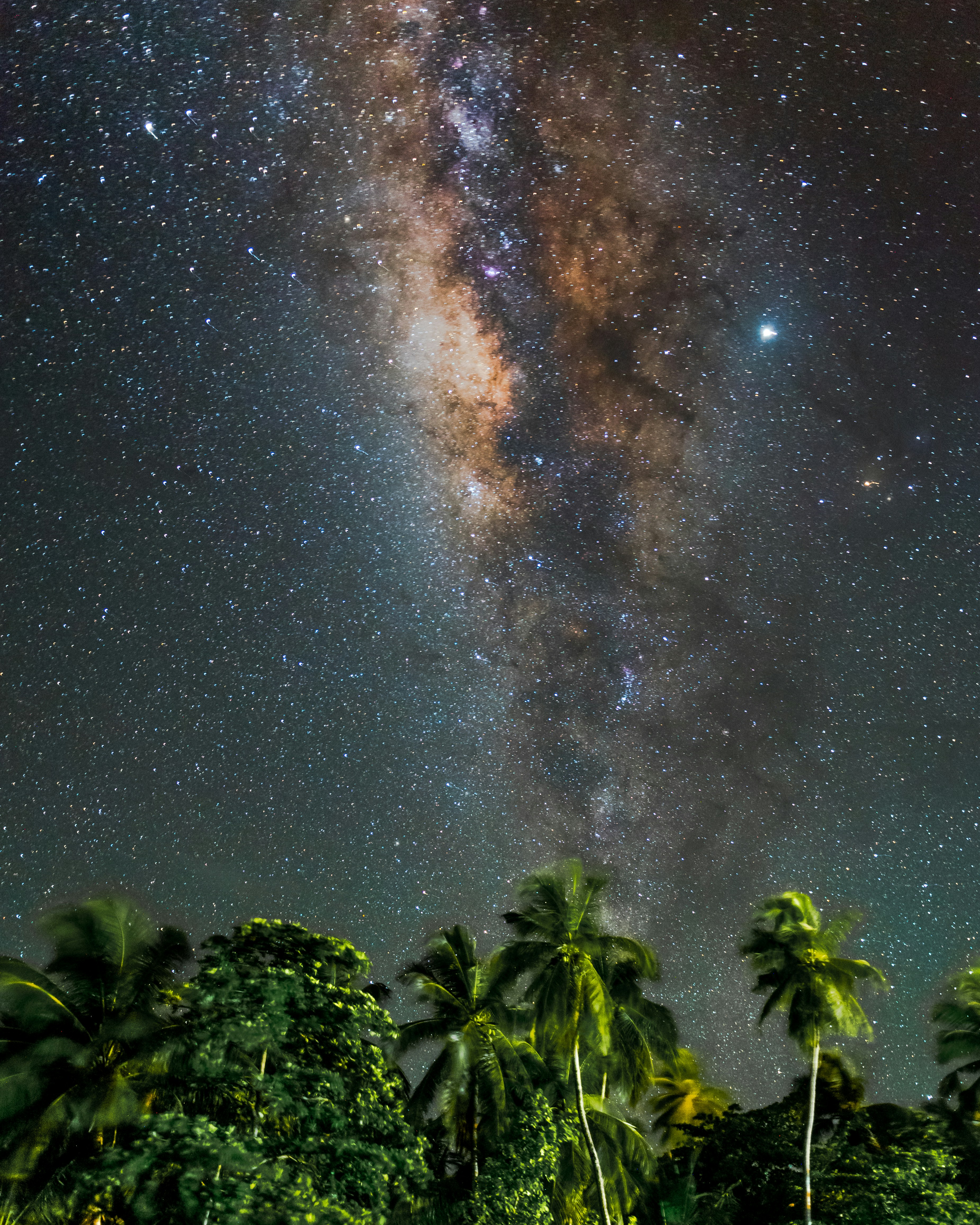 Milky Way Over Tropical Palm Forest