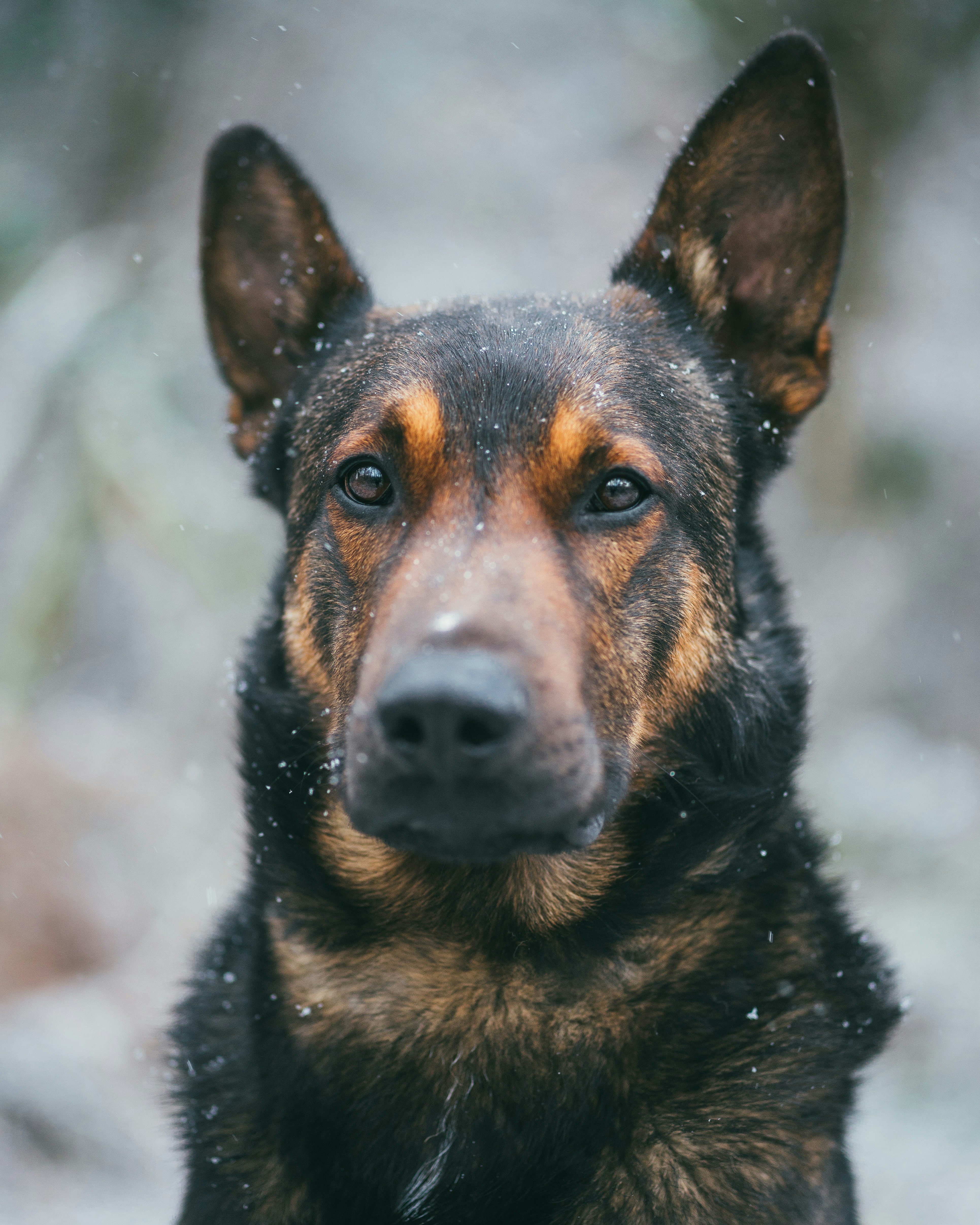 German Shepherd in Falling Snow