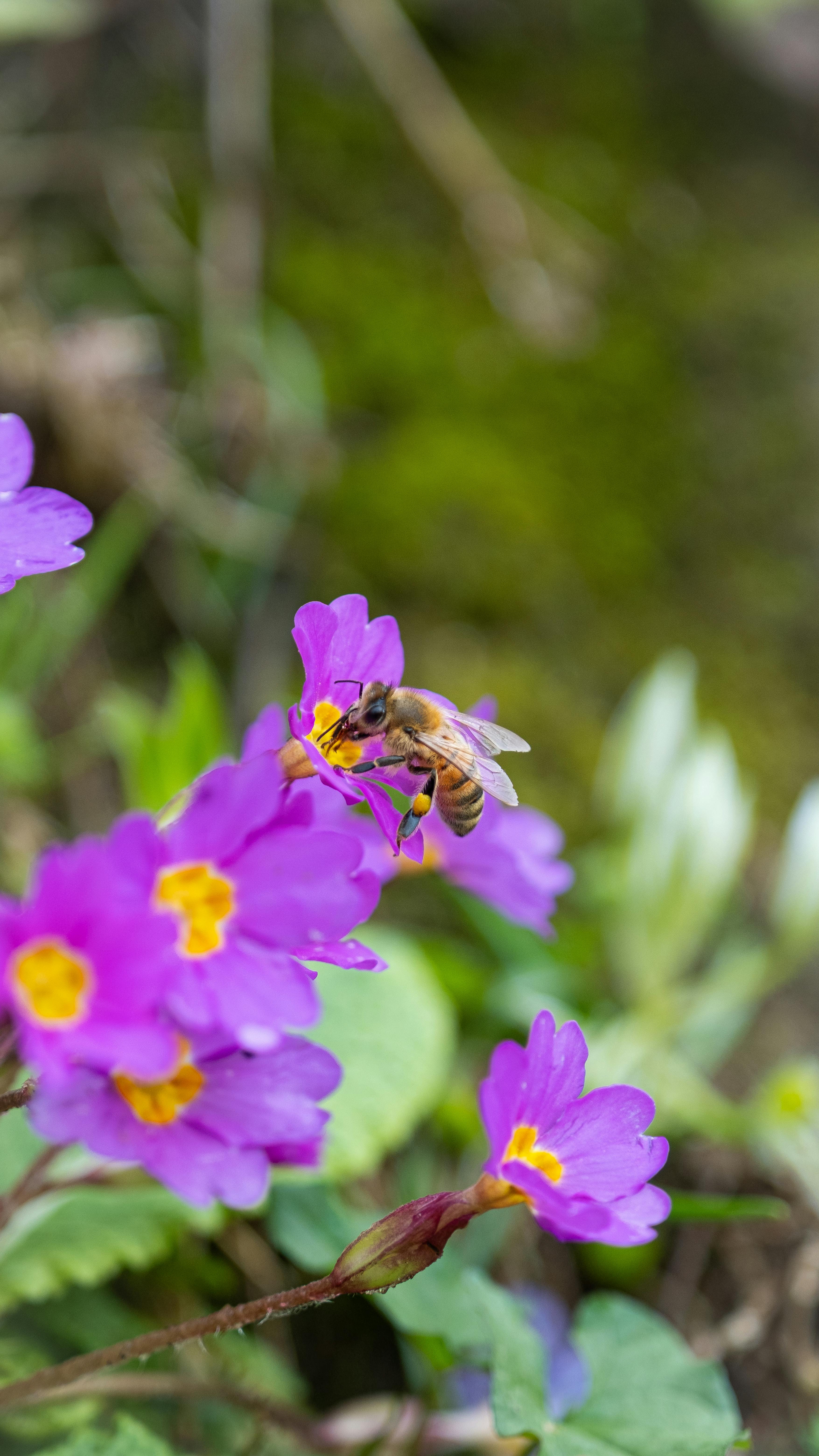 Honey Bee Foraging on Purple Flowers