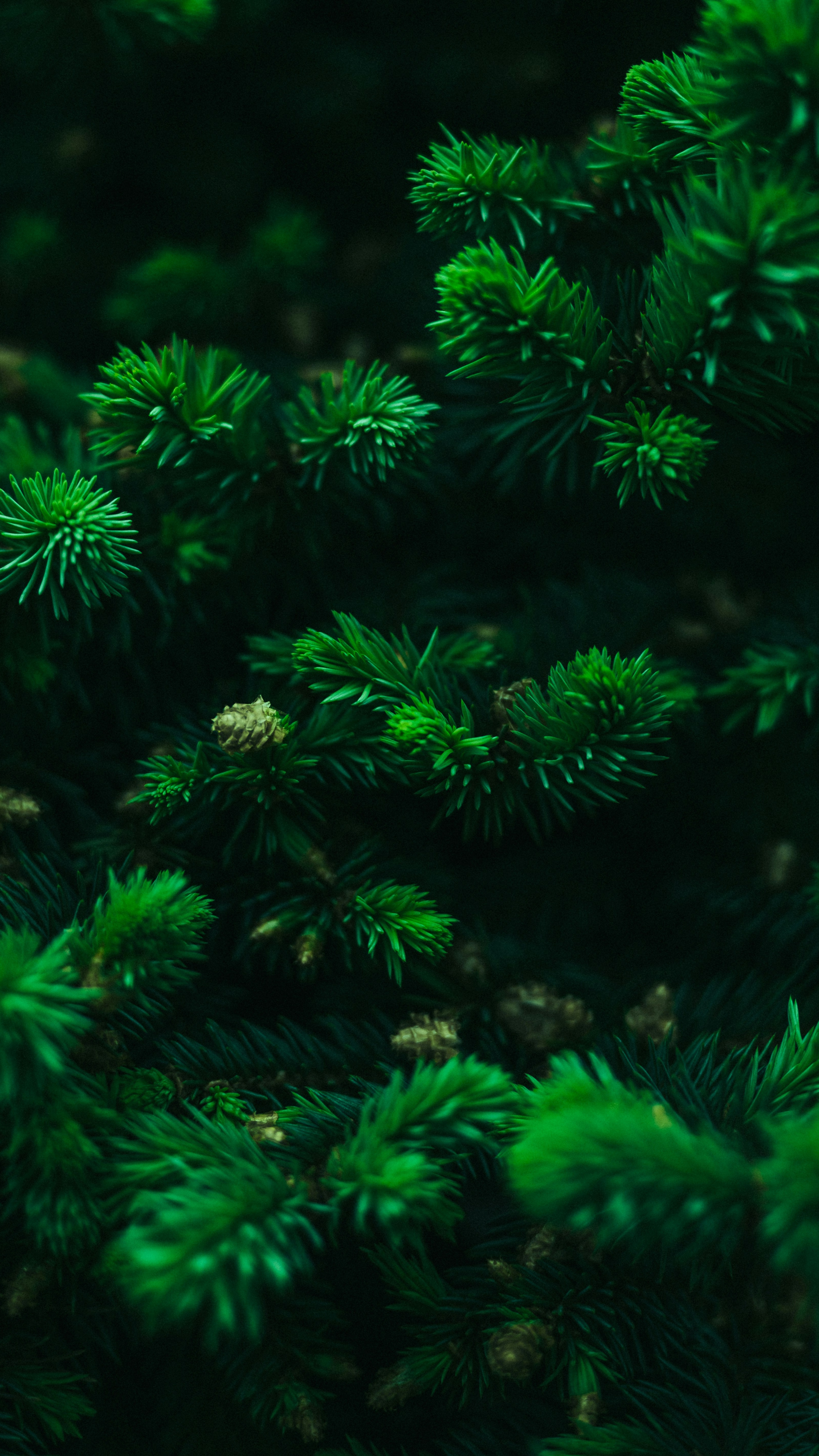 Wallpapers