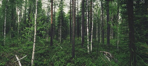 Dense Mixed Forest