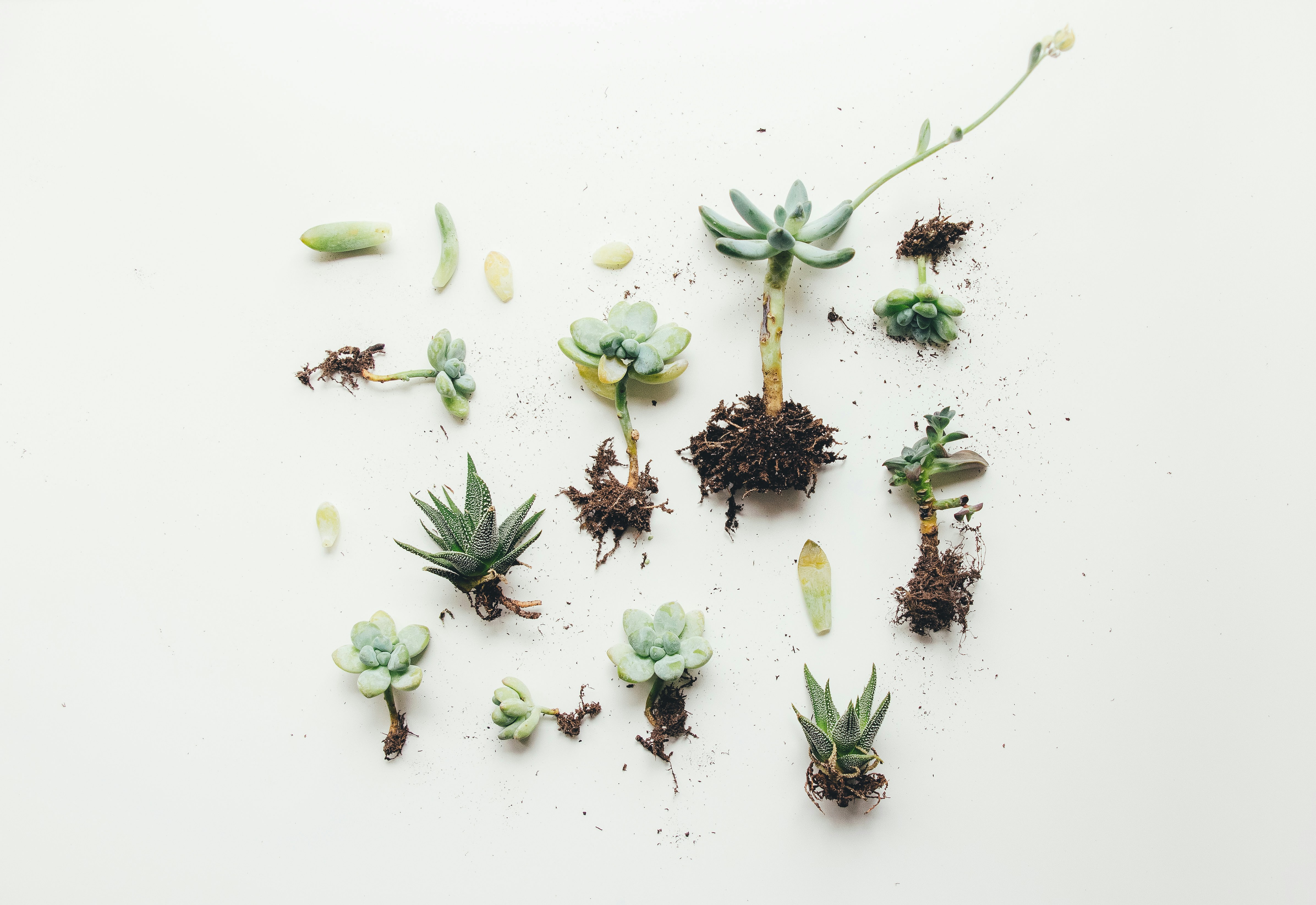 Unpotted Succulents on White Background