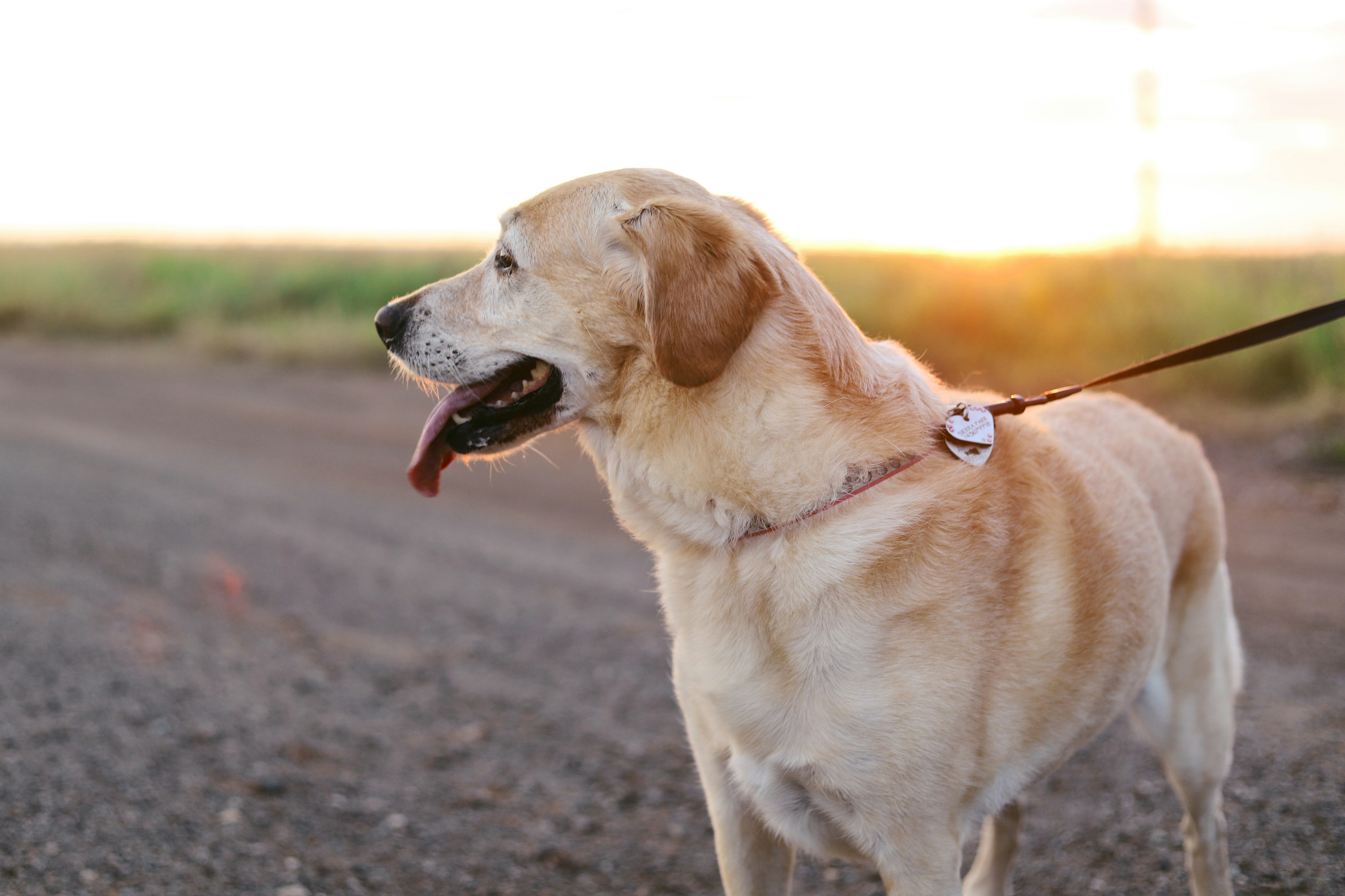 Yellow Labrador on Gravel Road at Sunset