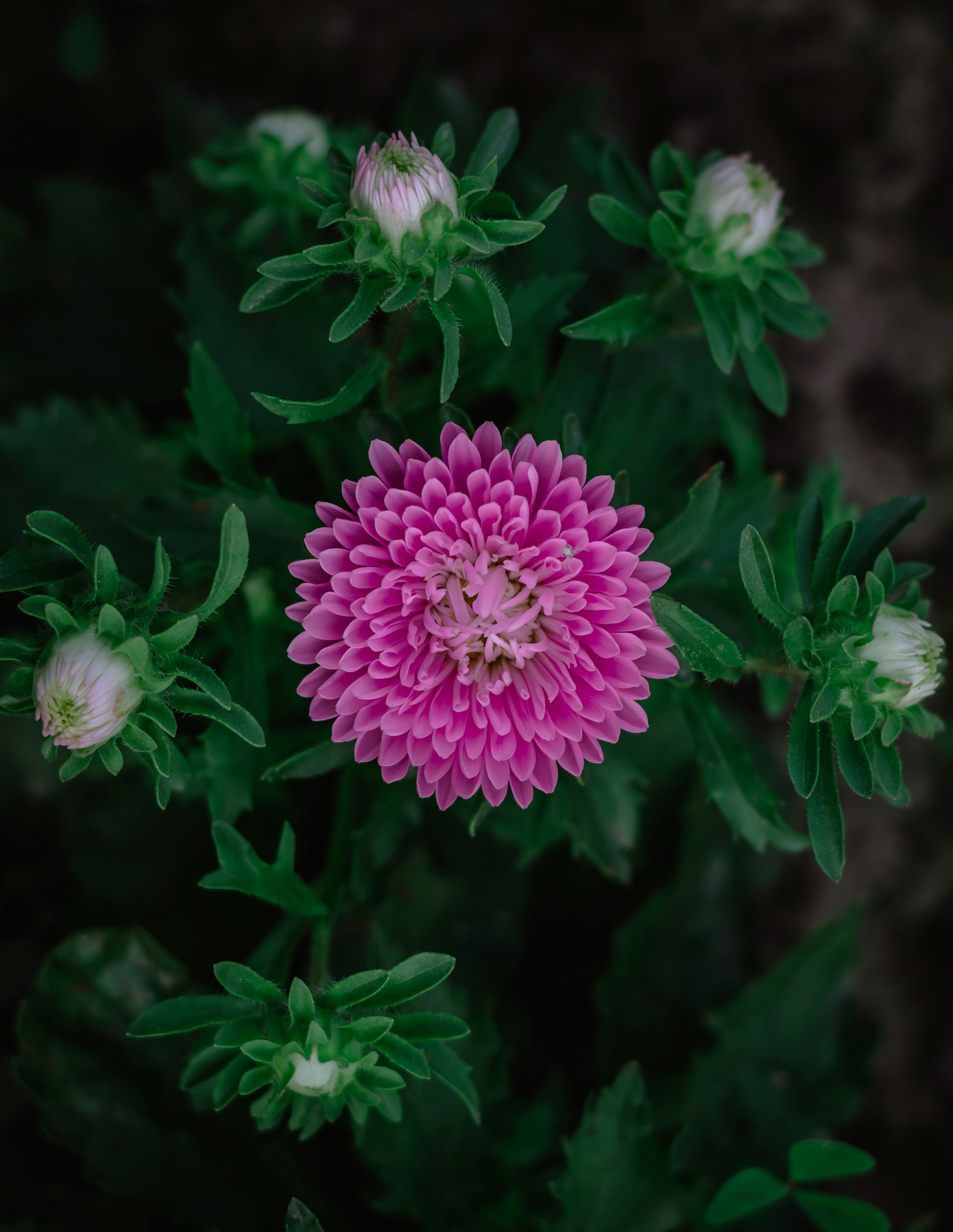 Blooming Pink Aster with Buds