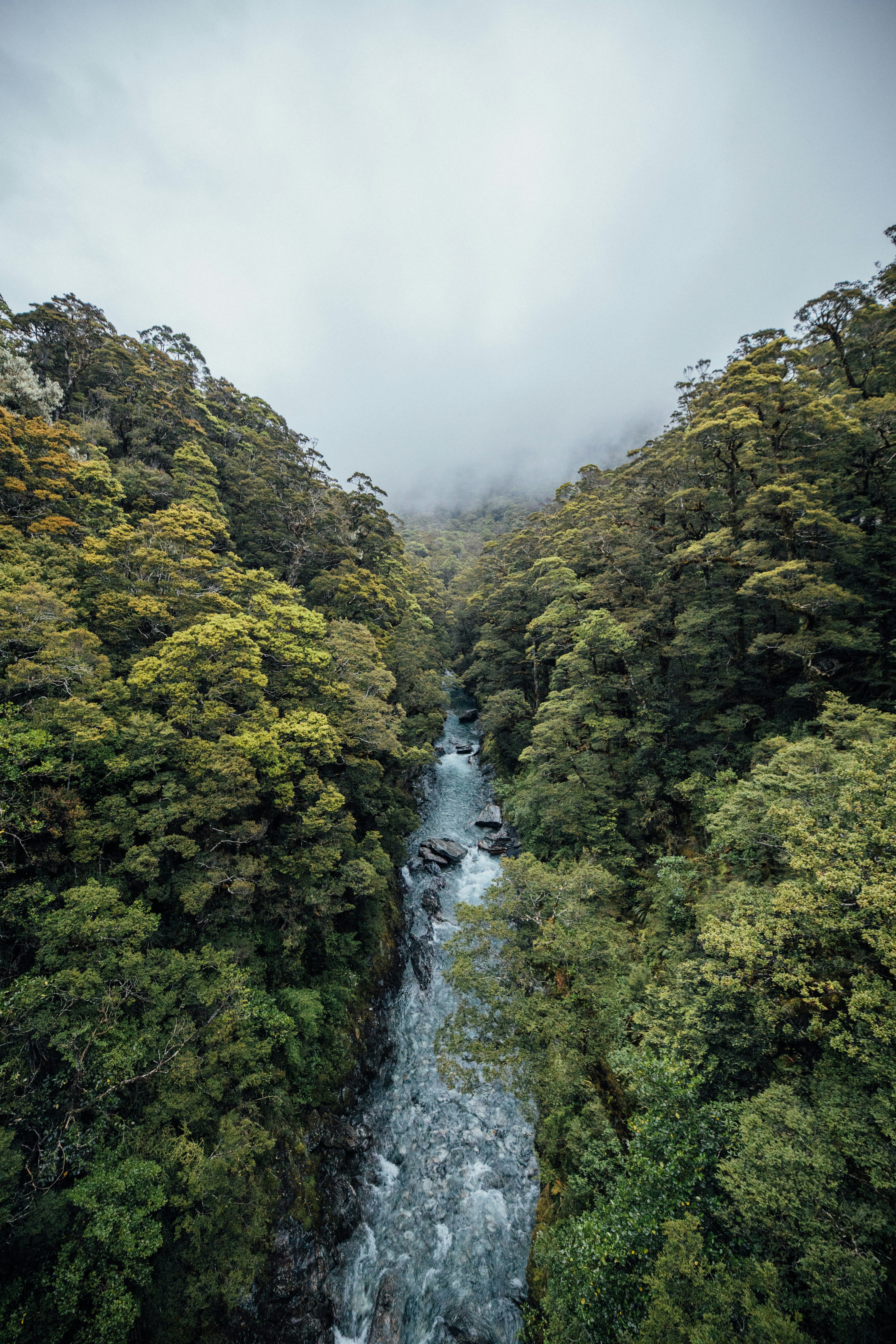 Misty Forest River Valley