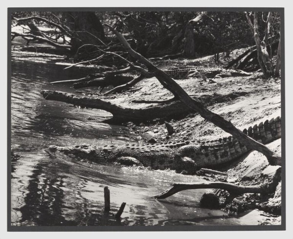 Crocodiles Resting on Riverbank