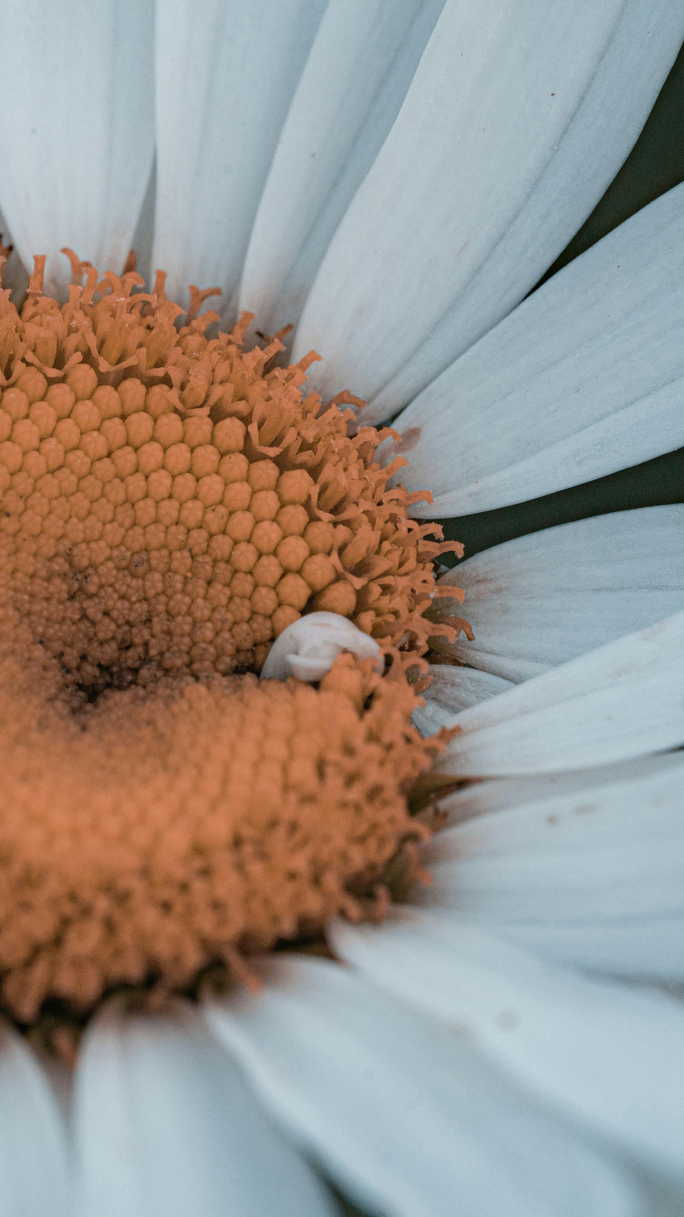 Close-up of Daisy Center