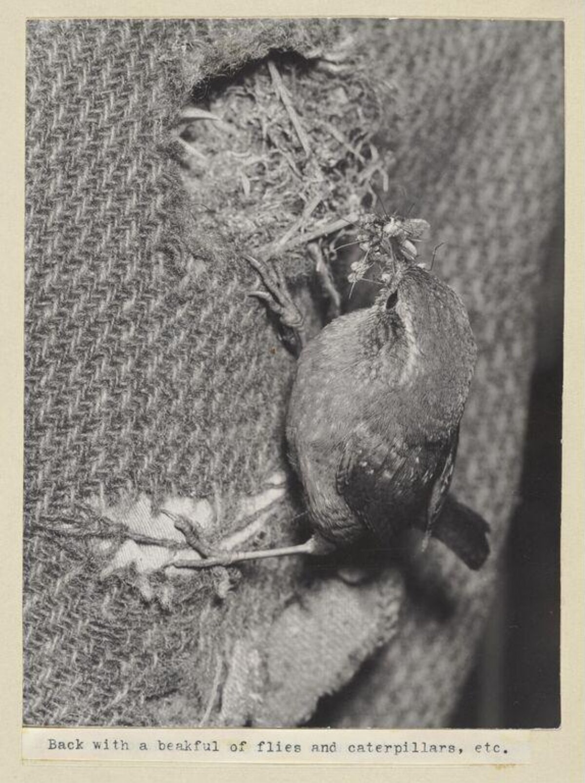 Wren Carrying Prey In Its Beak