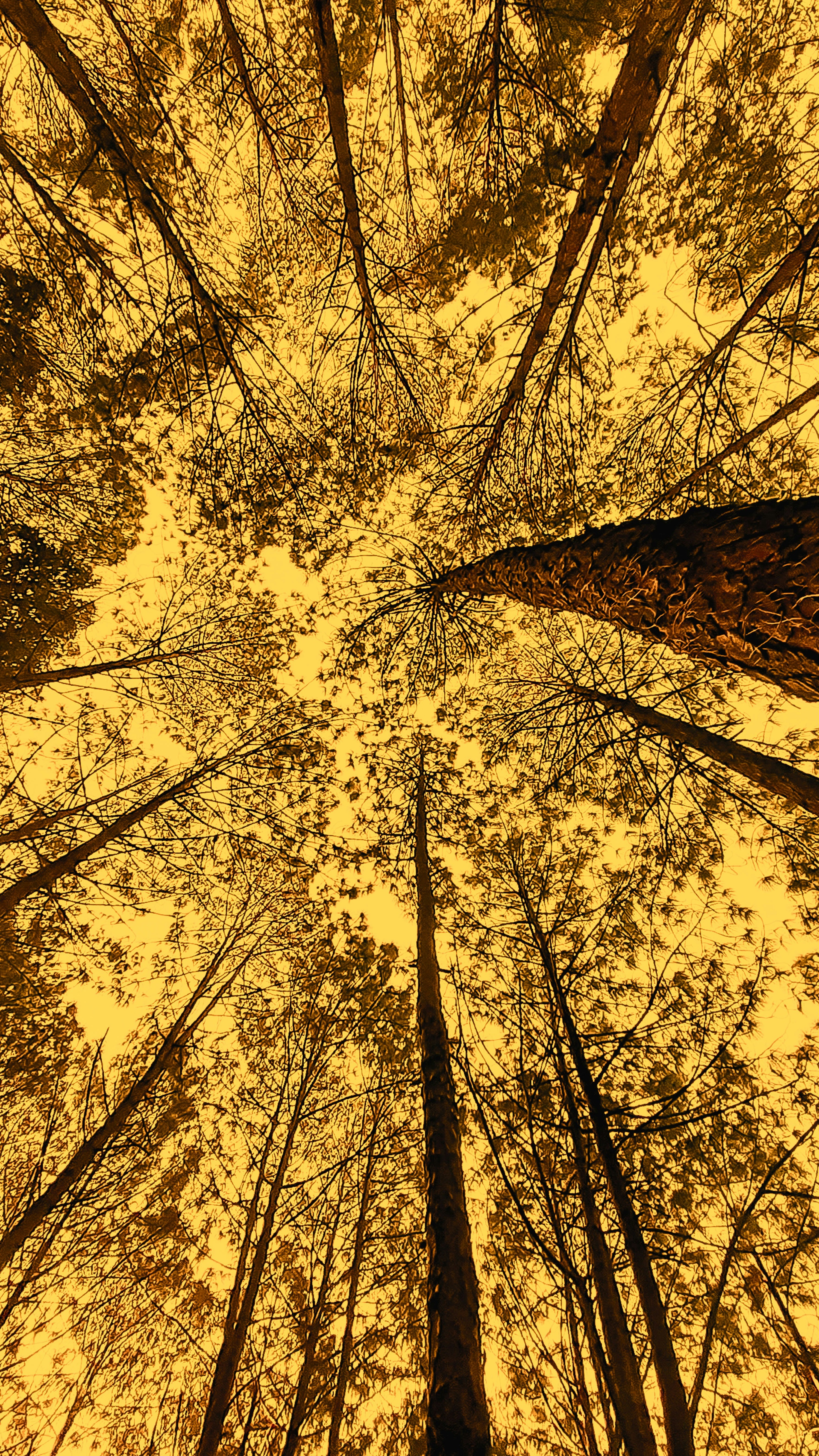 Low Angle View of Golden Forest