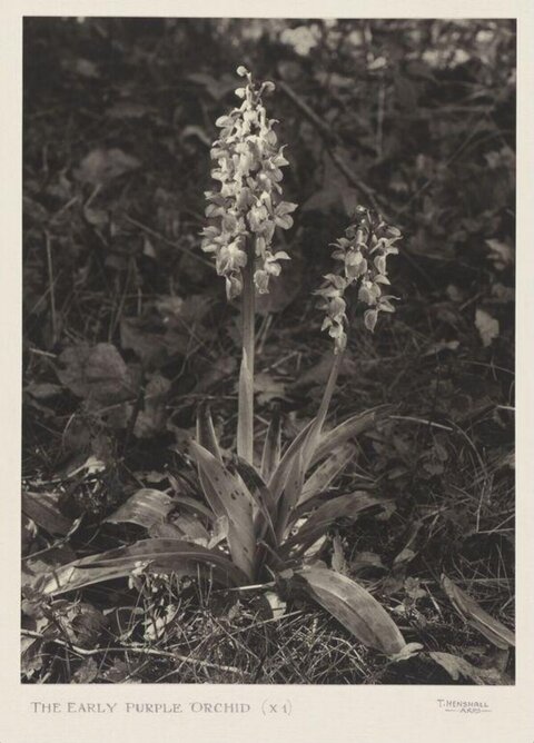 Early Purple Orchid Vintage Photo