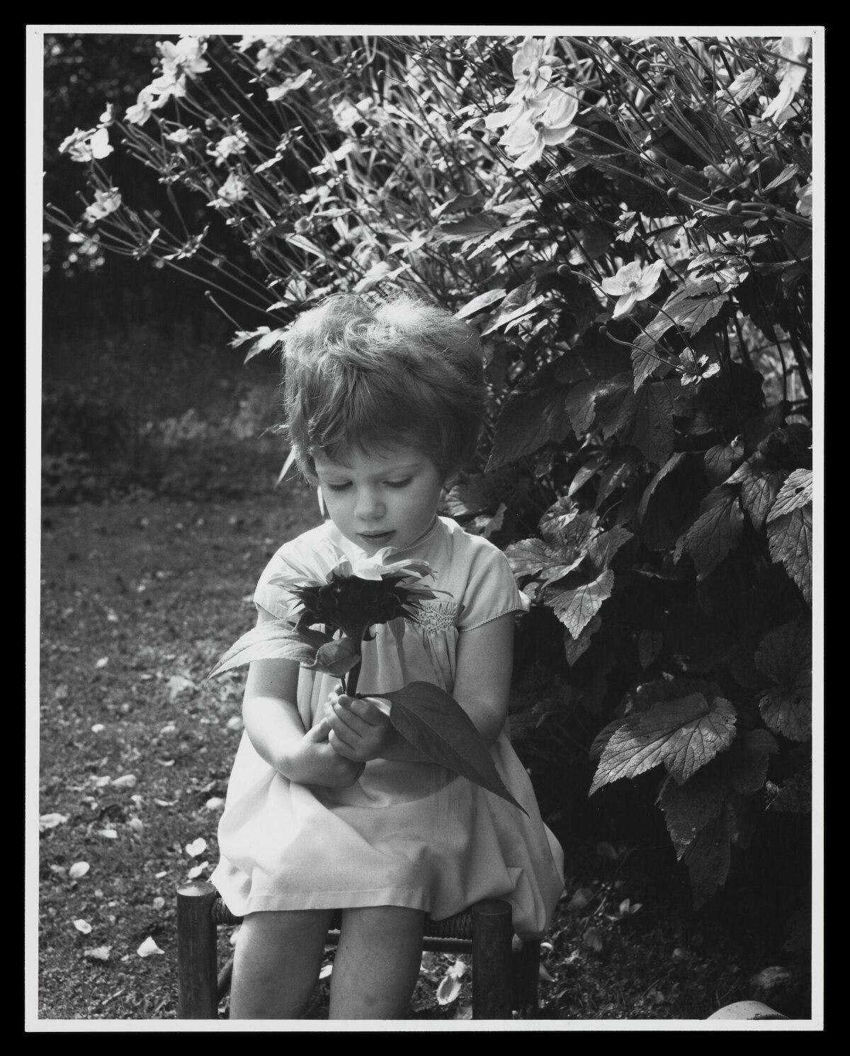 Little Girl Holding Flower in Garden