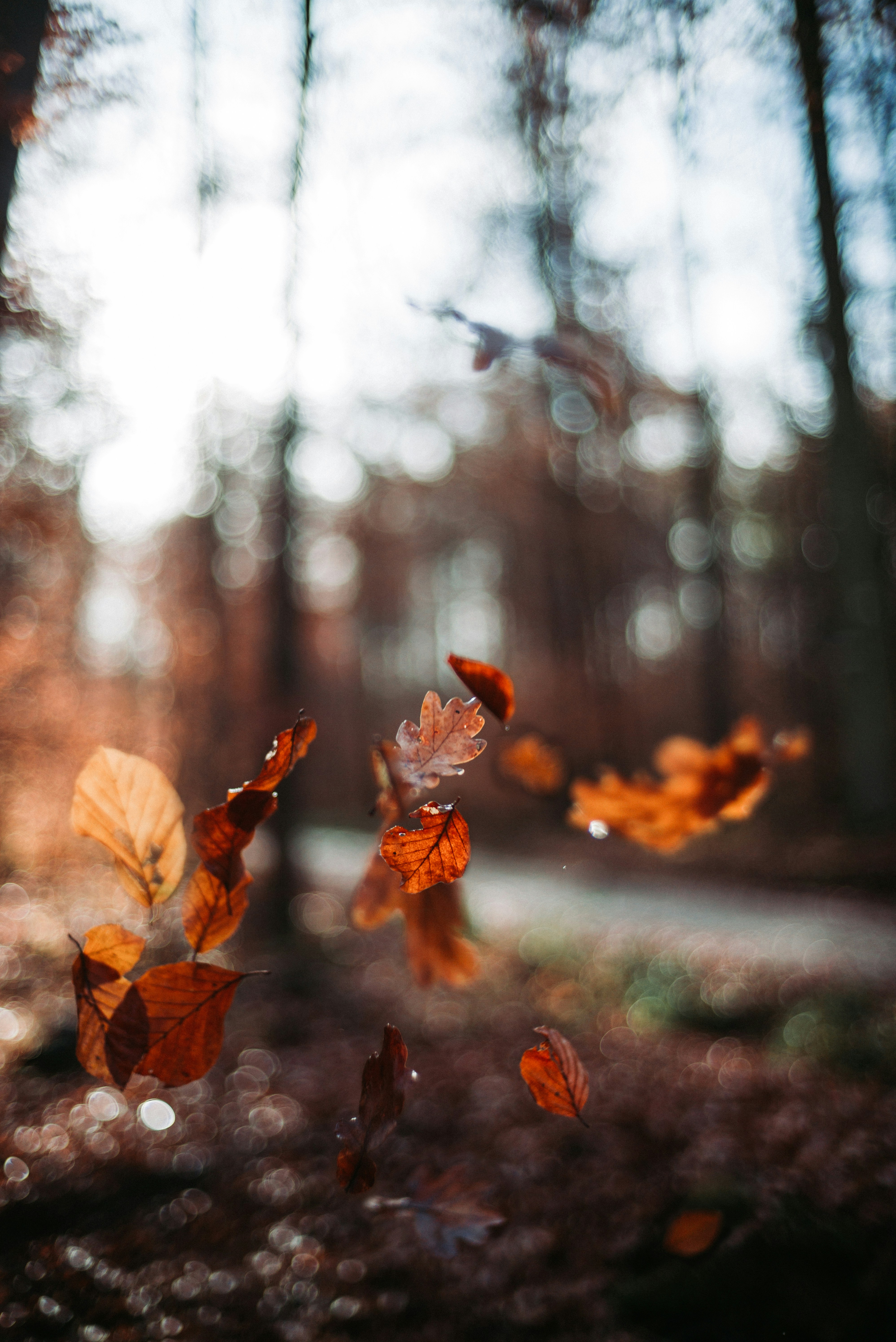 Falling Autumn Leaves in Forest