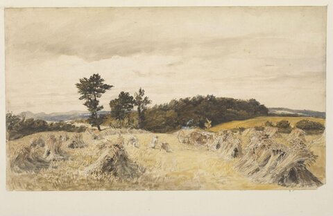 Harvest Wheat Field Landscape