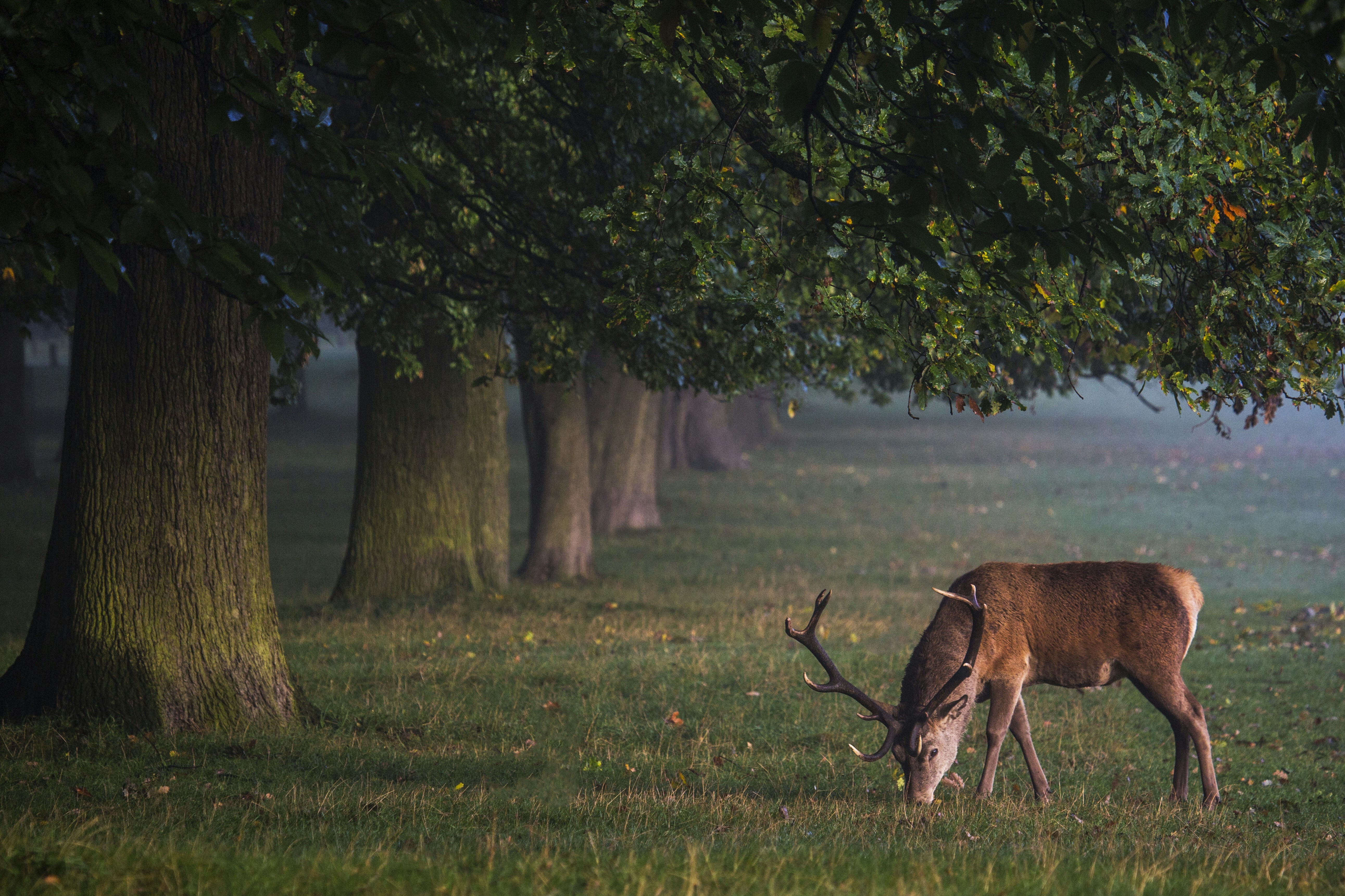 Red Deer Grazing Under Forest Trees