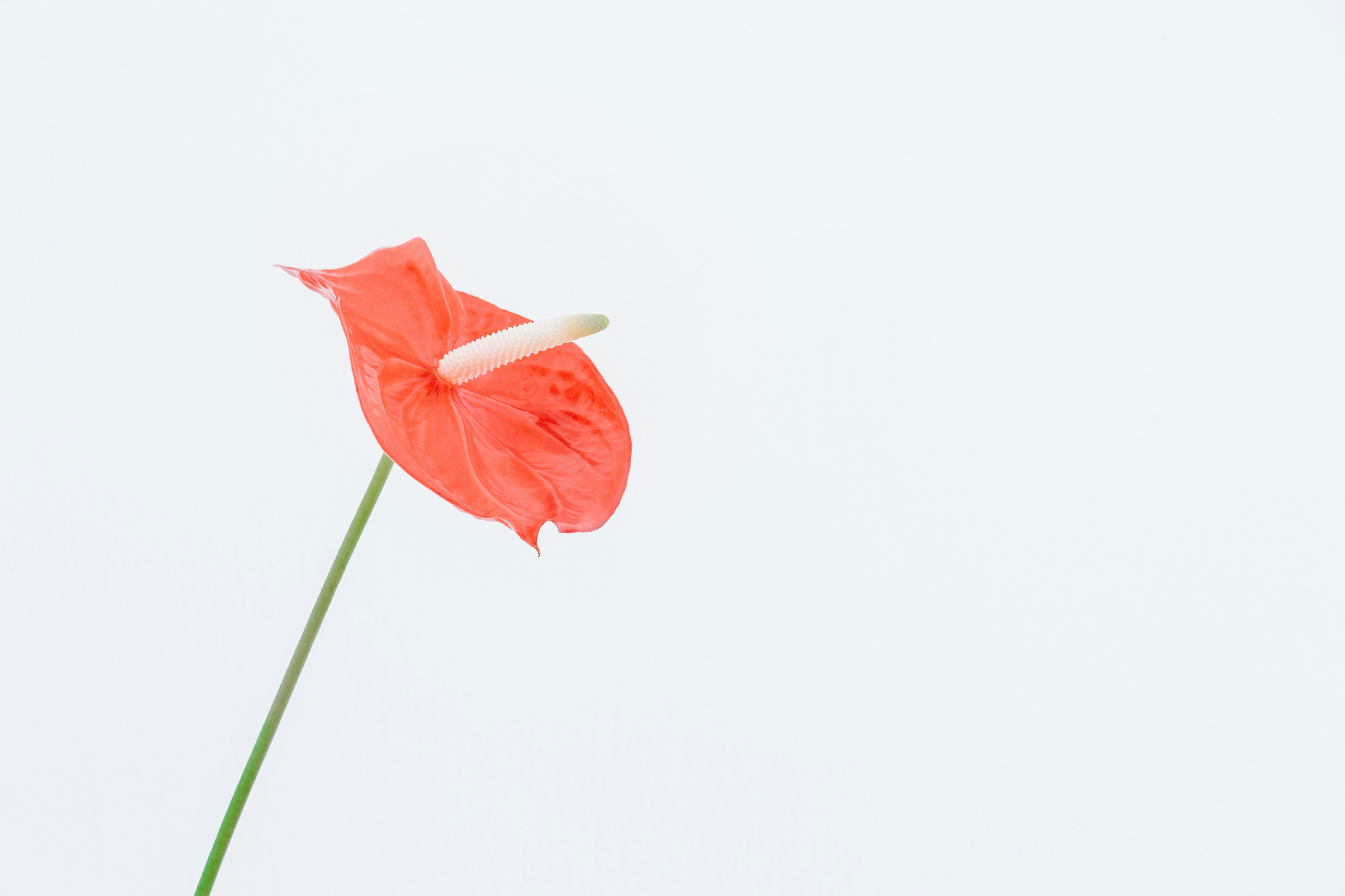 Single Red Anthurium