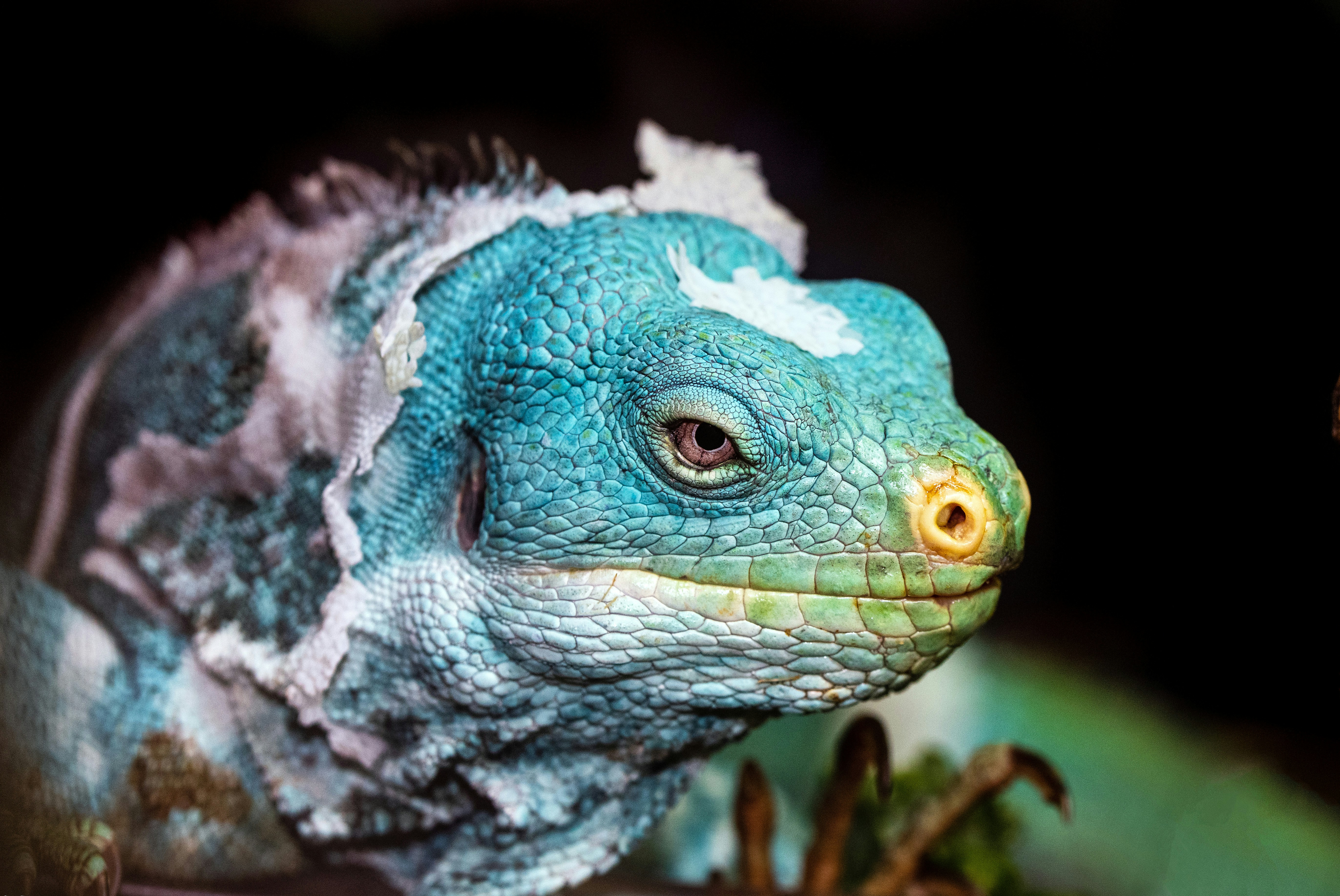 Close-up of Blue Iguana Shedding Skin