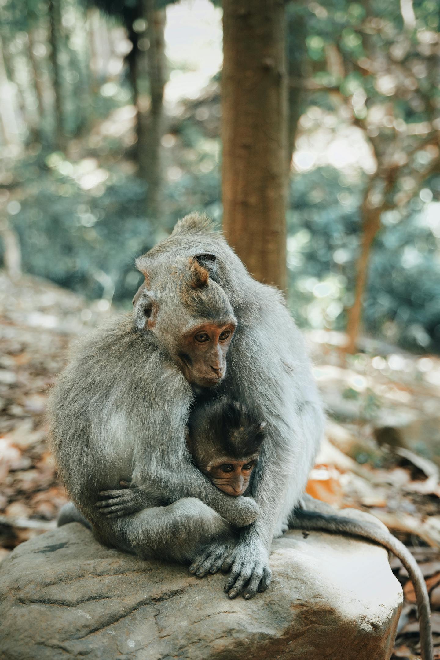 Three Monkeys Huddling Together