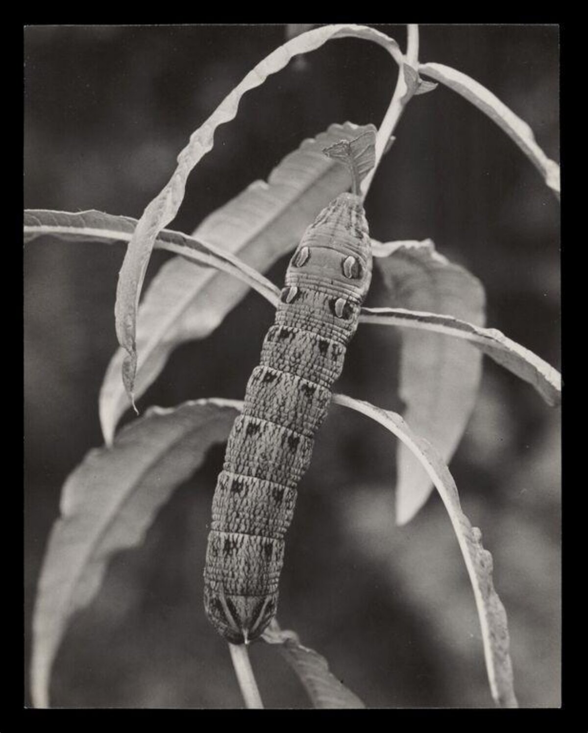 Caterpillar Resting On Plant Stem