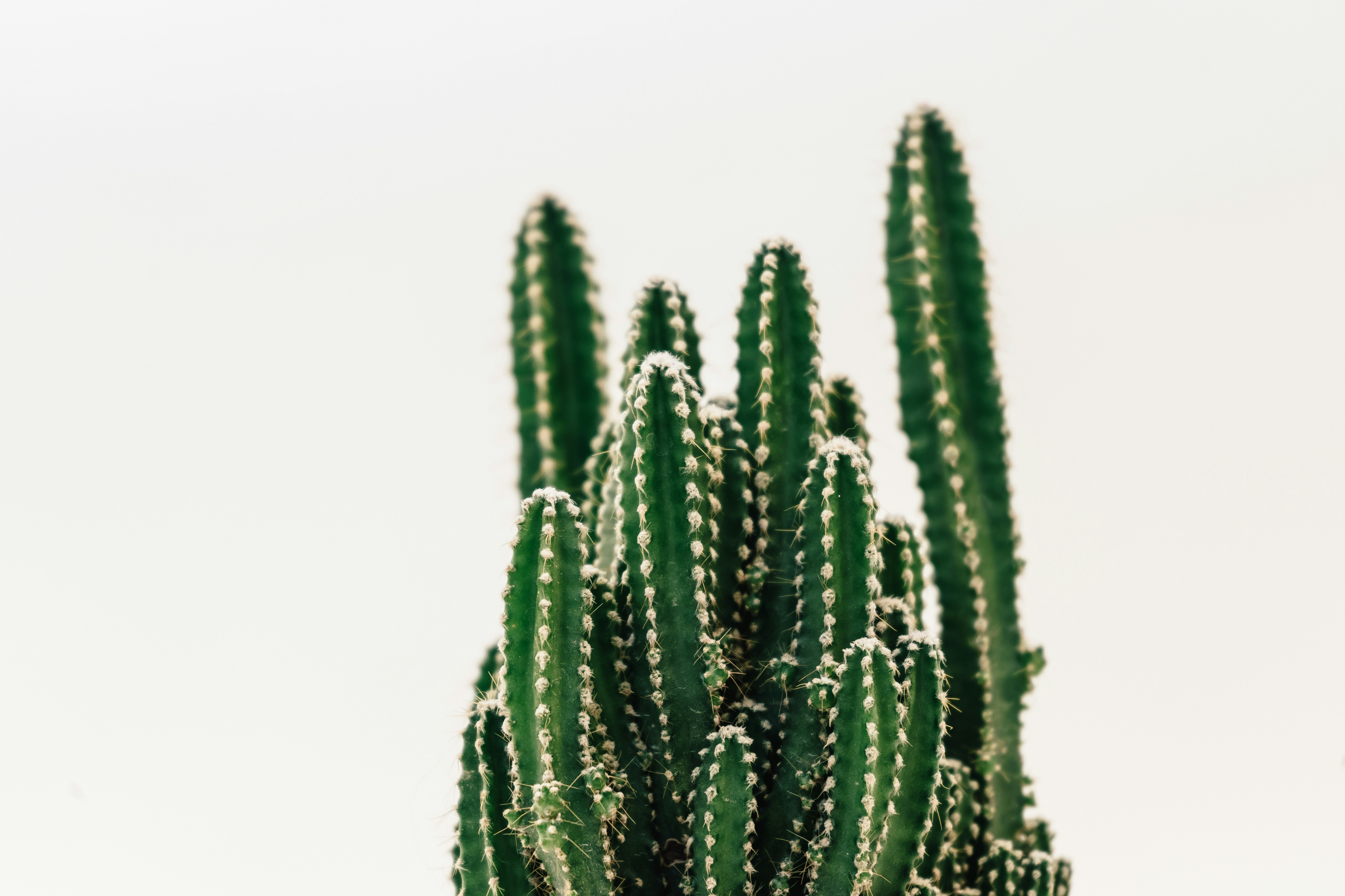 Clustered Cacti on White Background