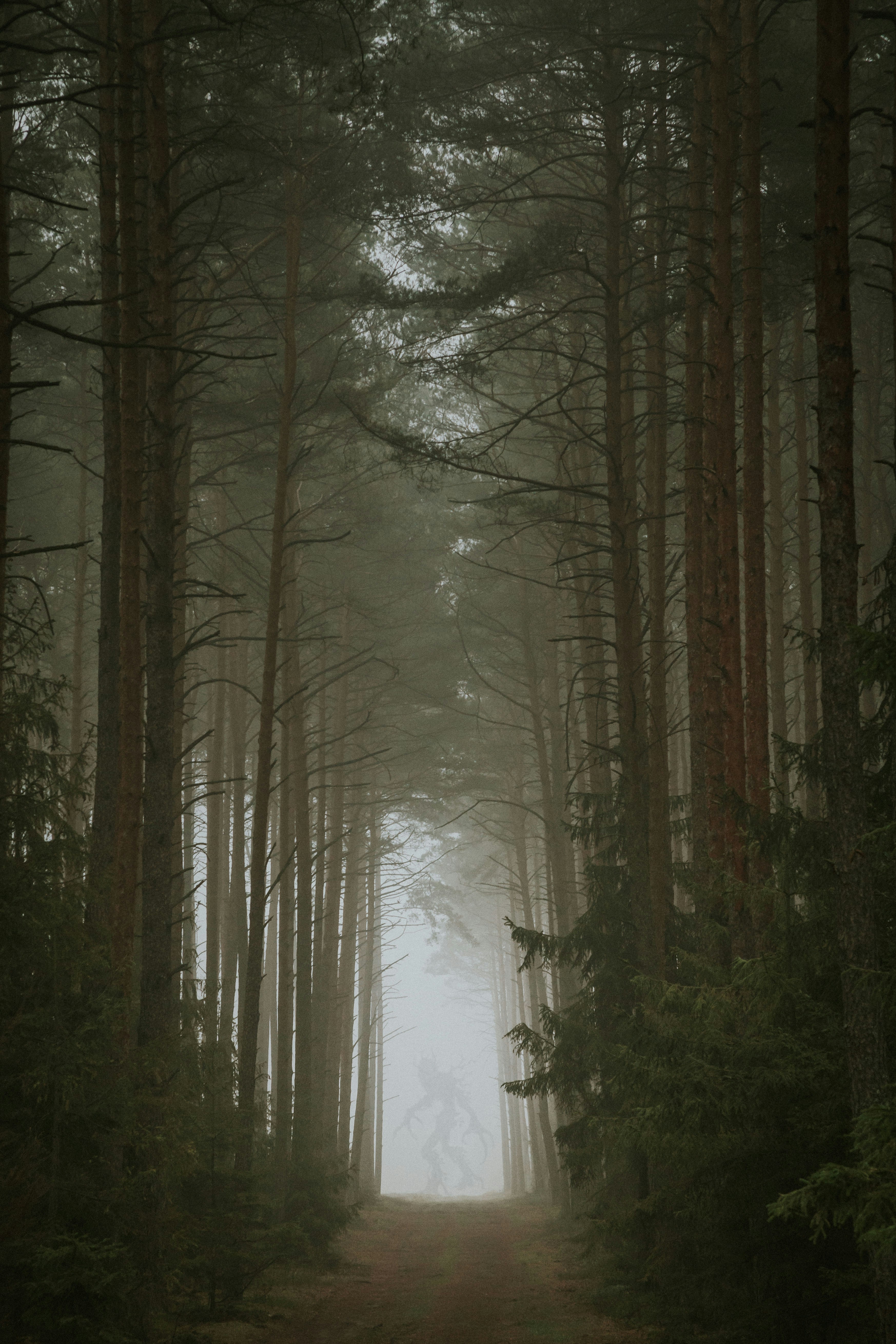 Foggy Forest Path With Hidden Shadow