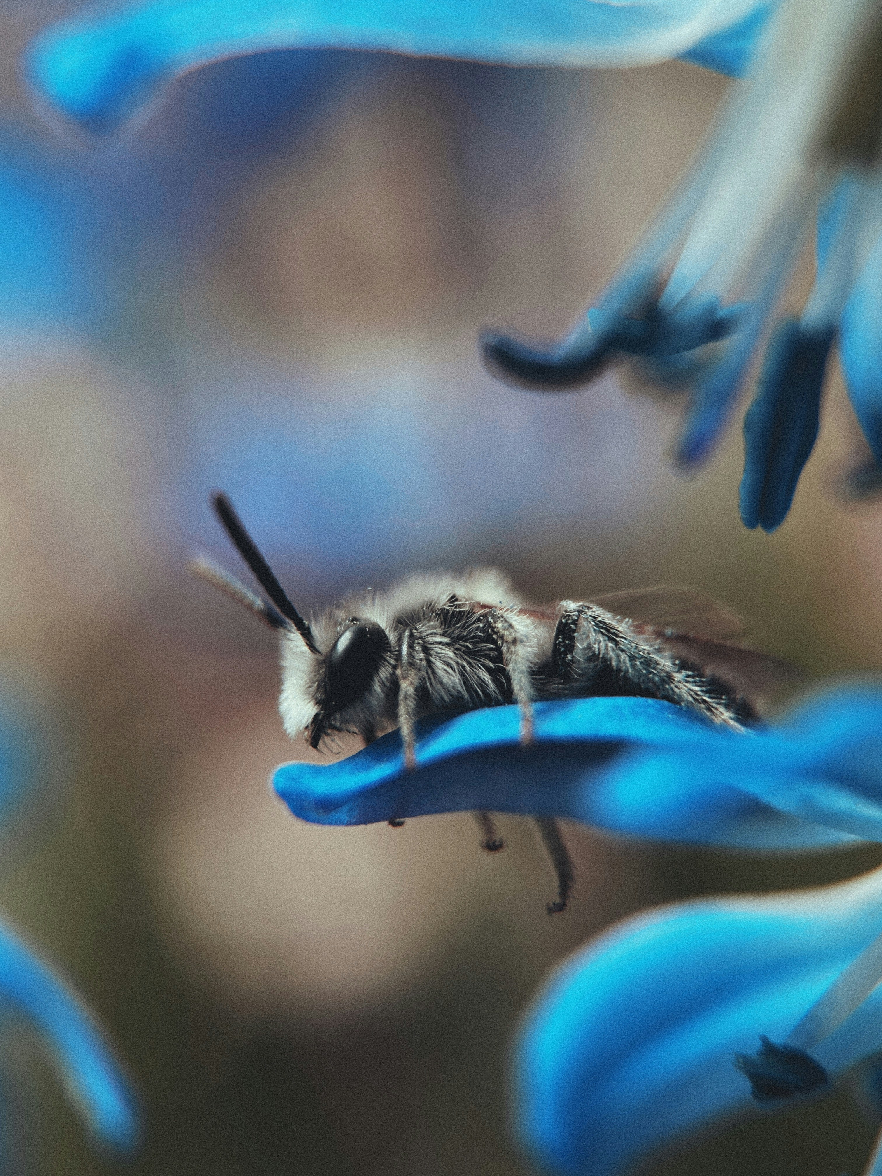 Bee Resting on Blue Flower Petal