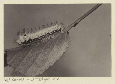 Third Stage Larva on Leaf