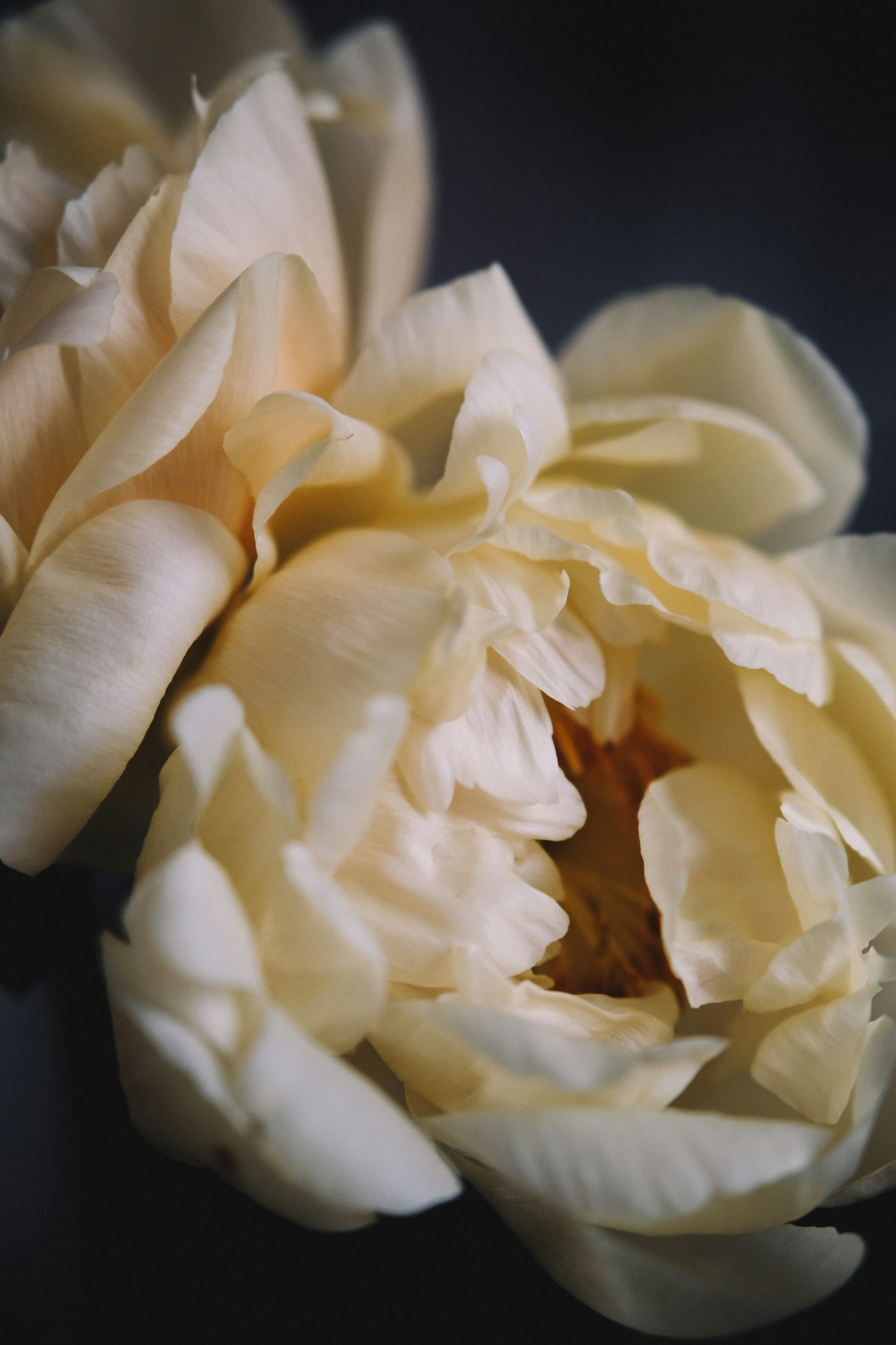 Close Up of Cream Peonies