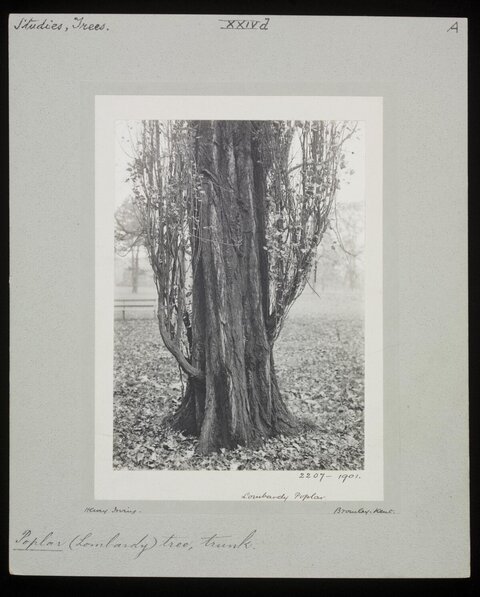 Vintage Photo of Lombardy Poplar Trunk