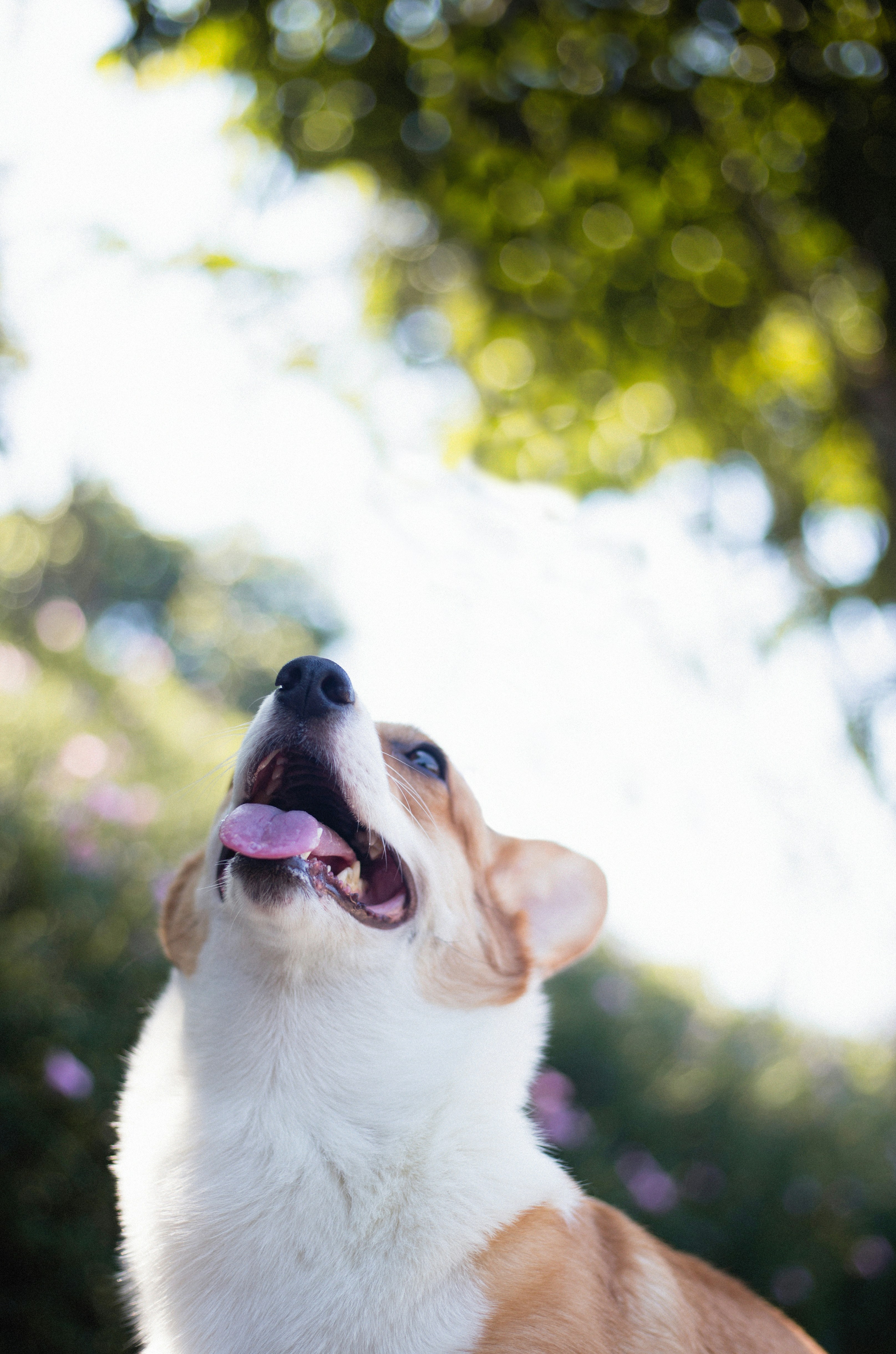 Corgi Looking Up Outdoors — Phone Backgrounds