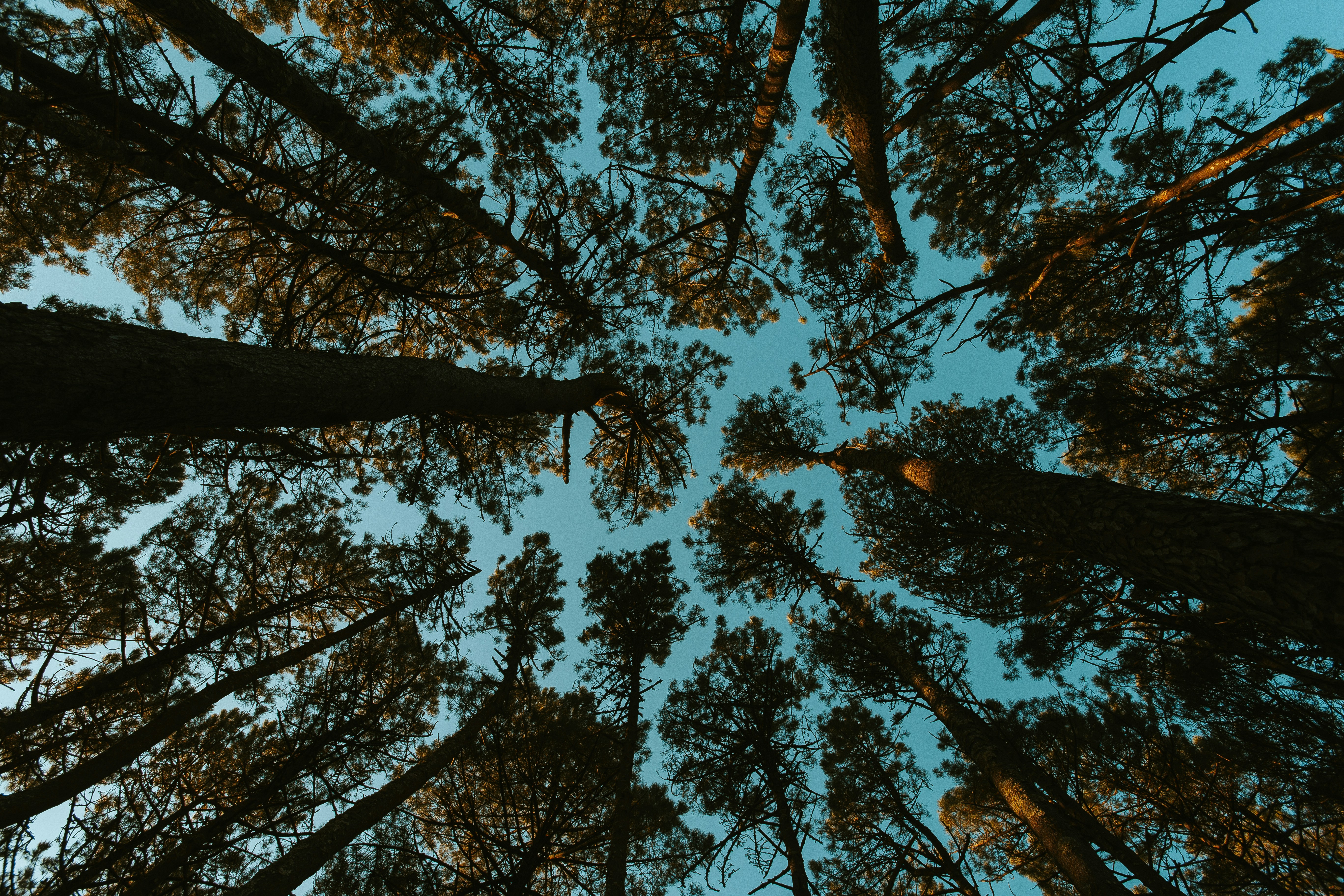 Low Angle View of Pine Forest