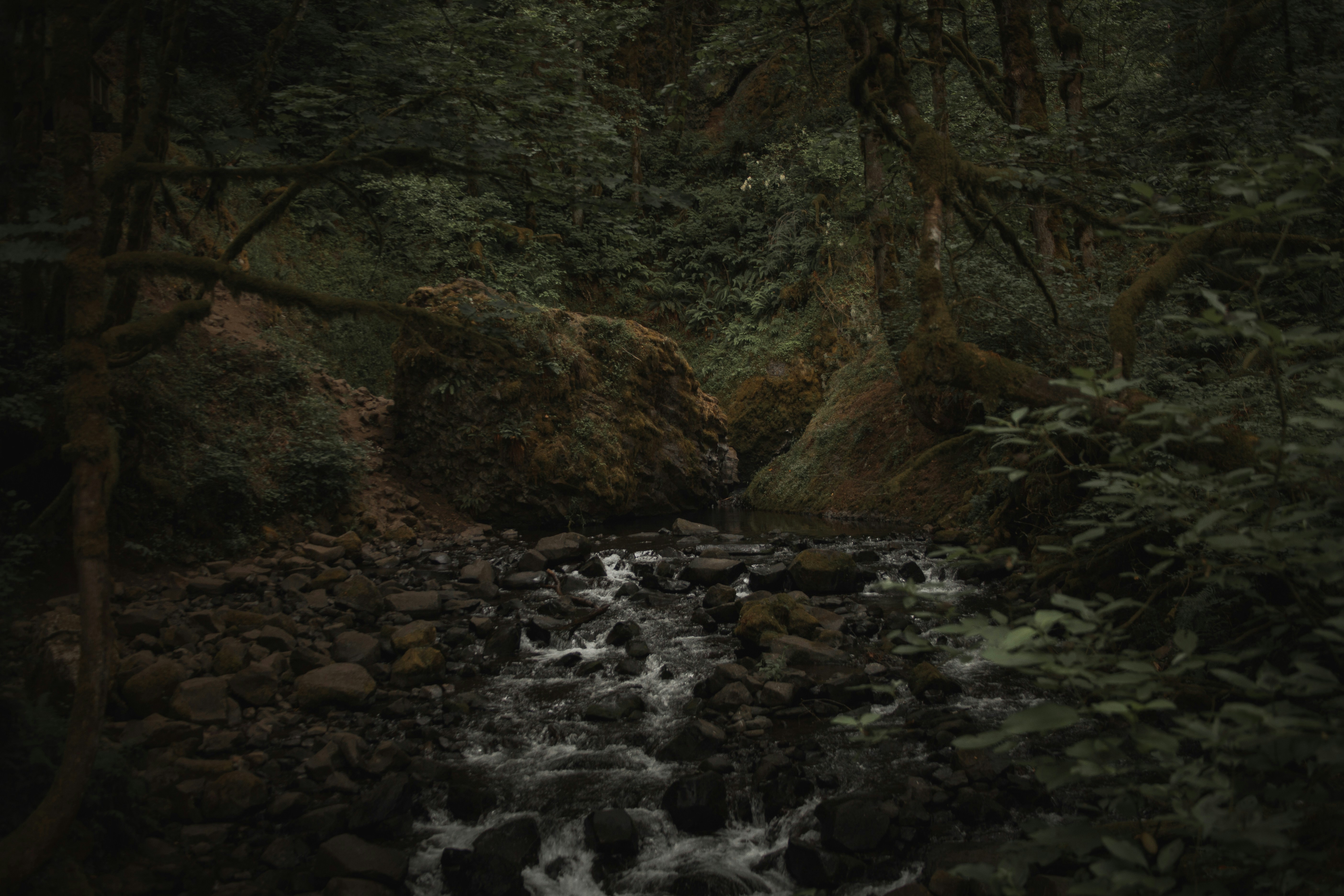 Deep Forest Rocky Stream