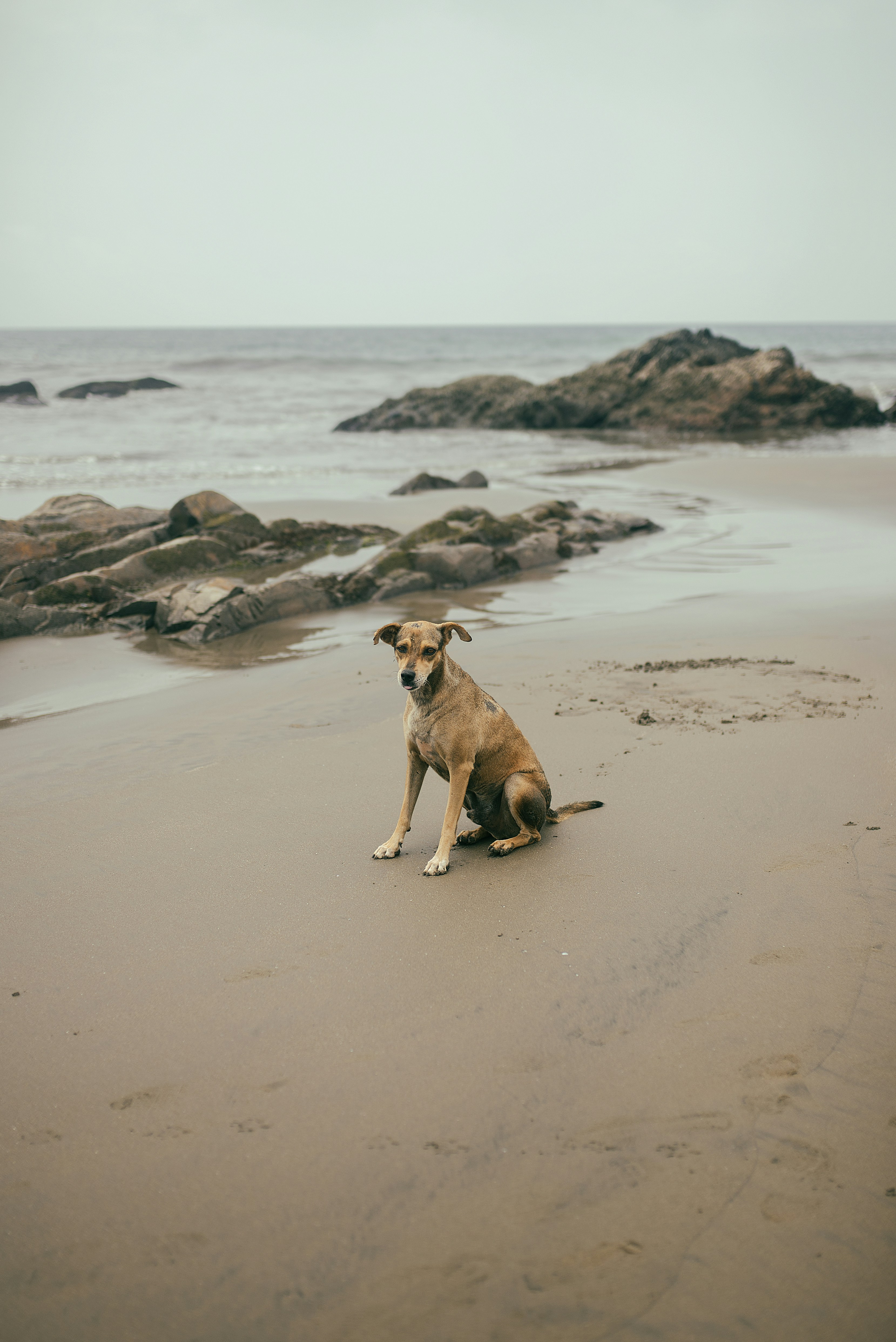 Dog Sitting on Seaside Beach