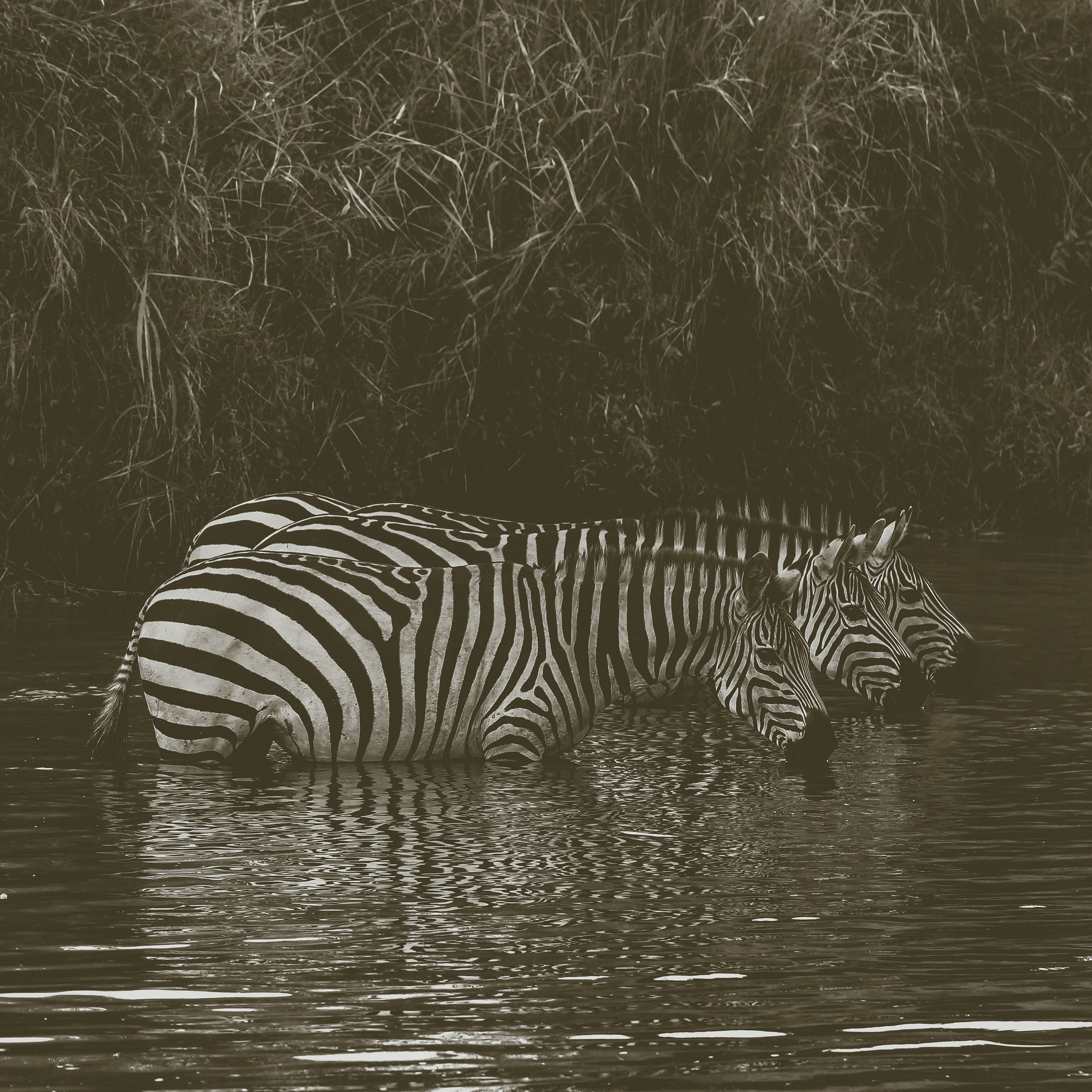 Three Zebras Drinking in River