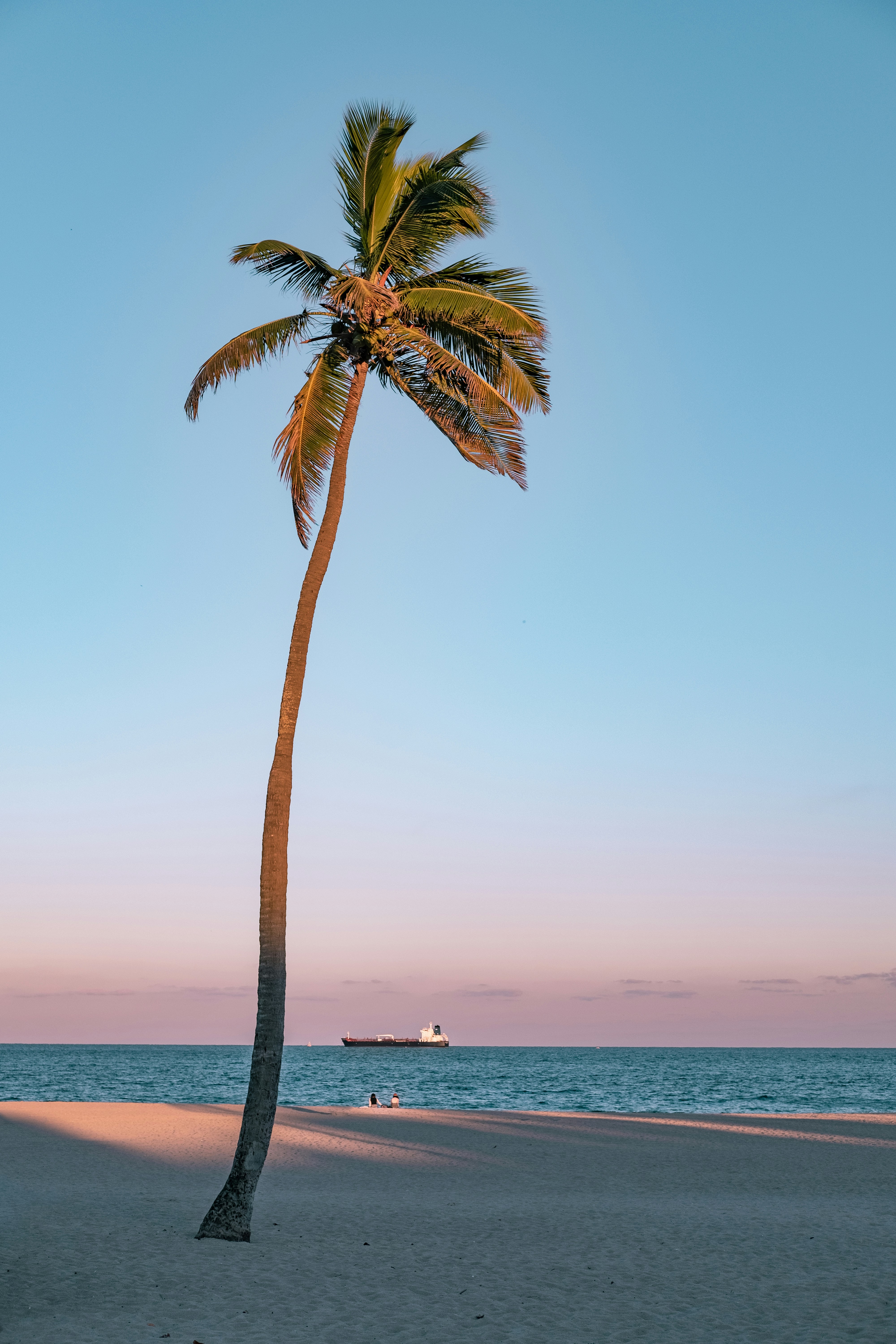 Lone Coconut Palm on Beach