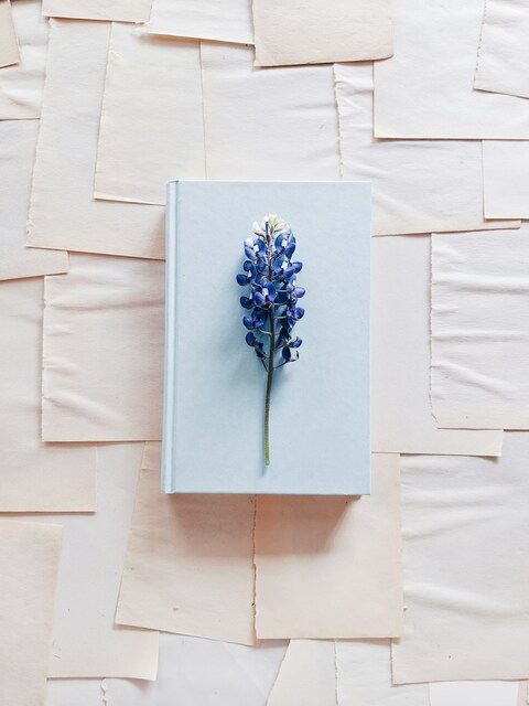 Bluebonnet on Light Blue Book