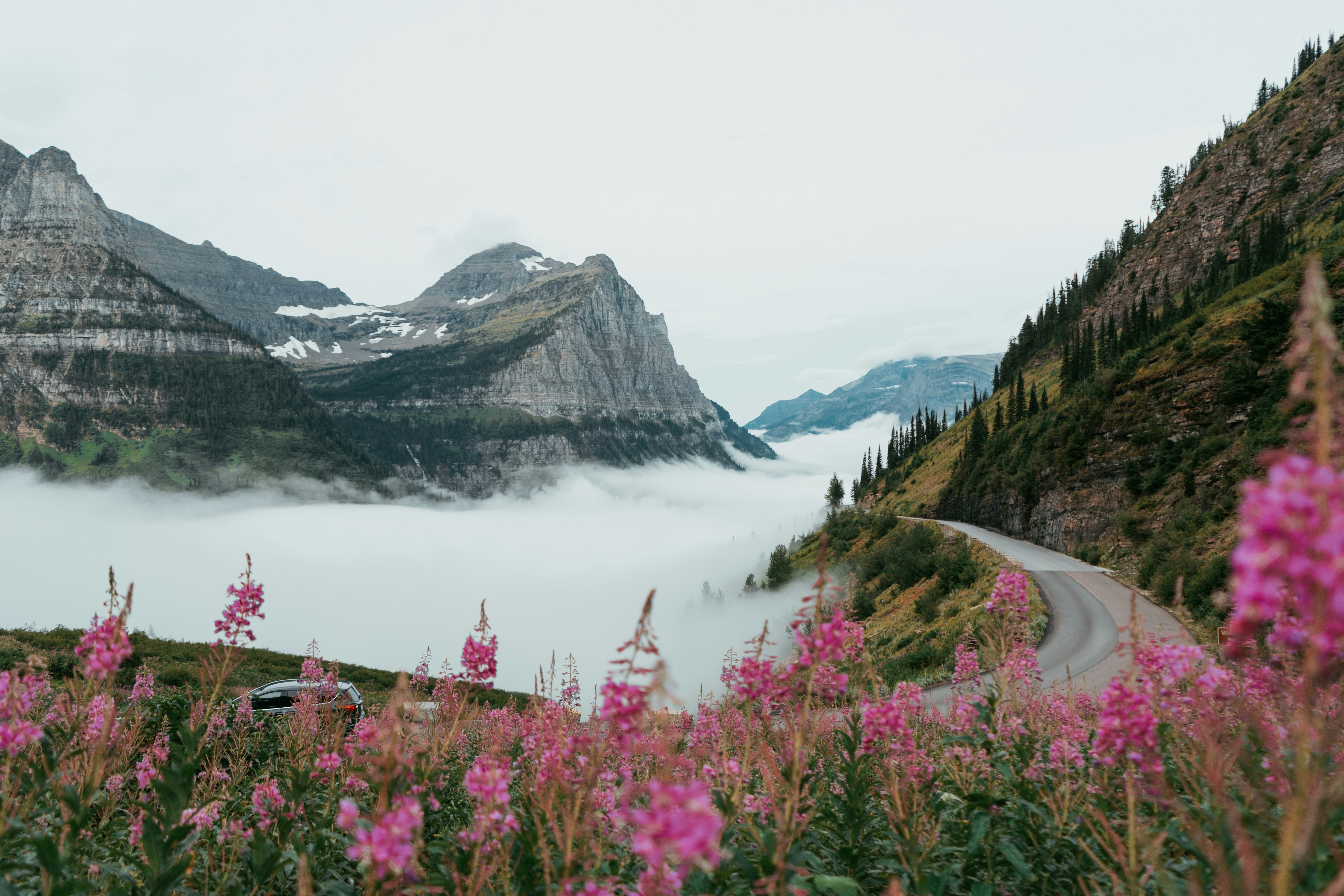Misty Mountain Valley with Pink Wildflowers