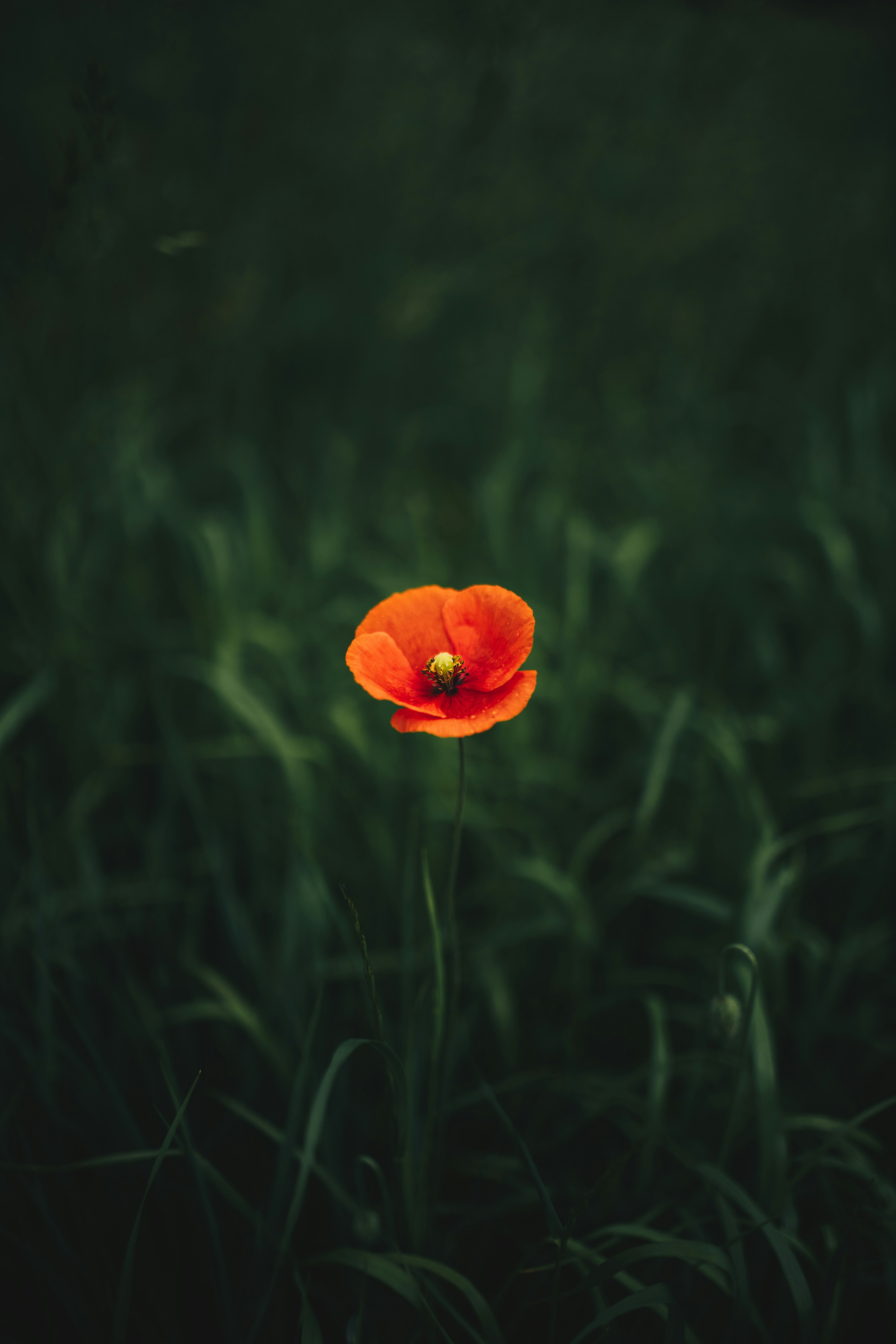 Single Red Poppy in Green Grass