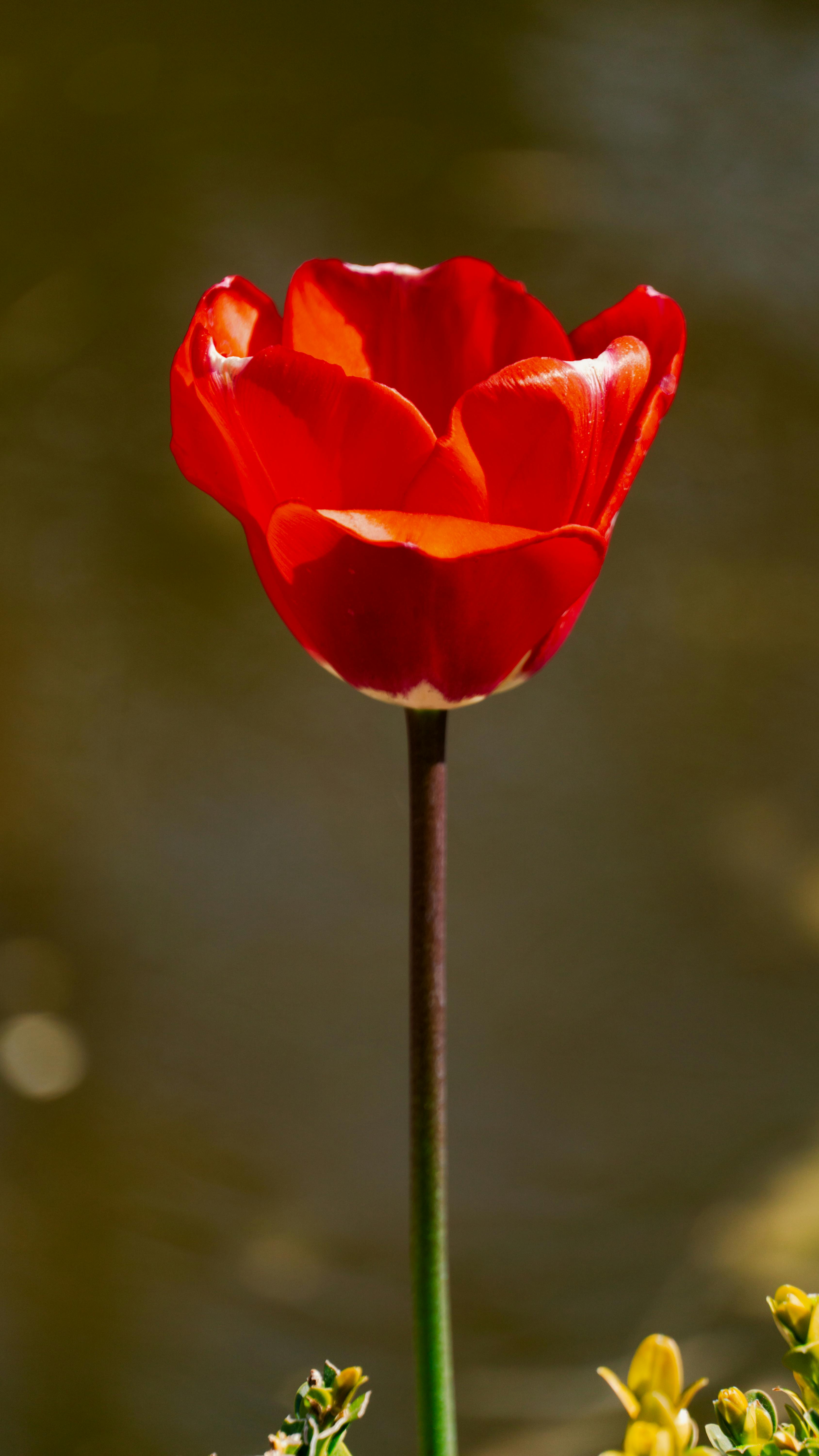 Single Blooming Red Tulip