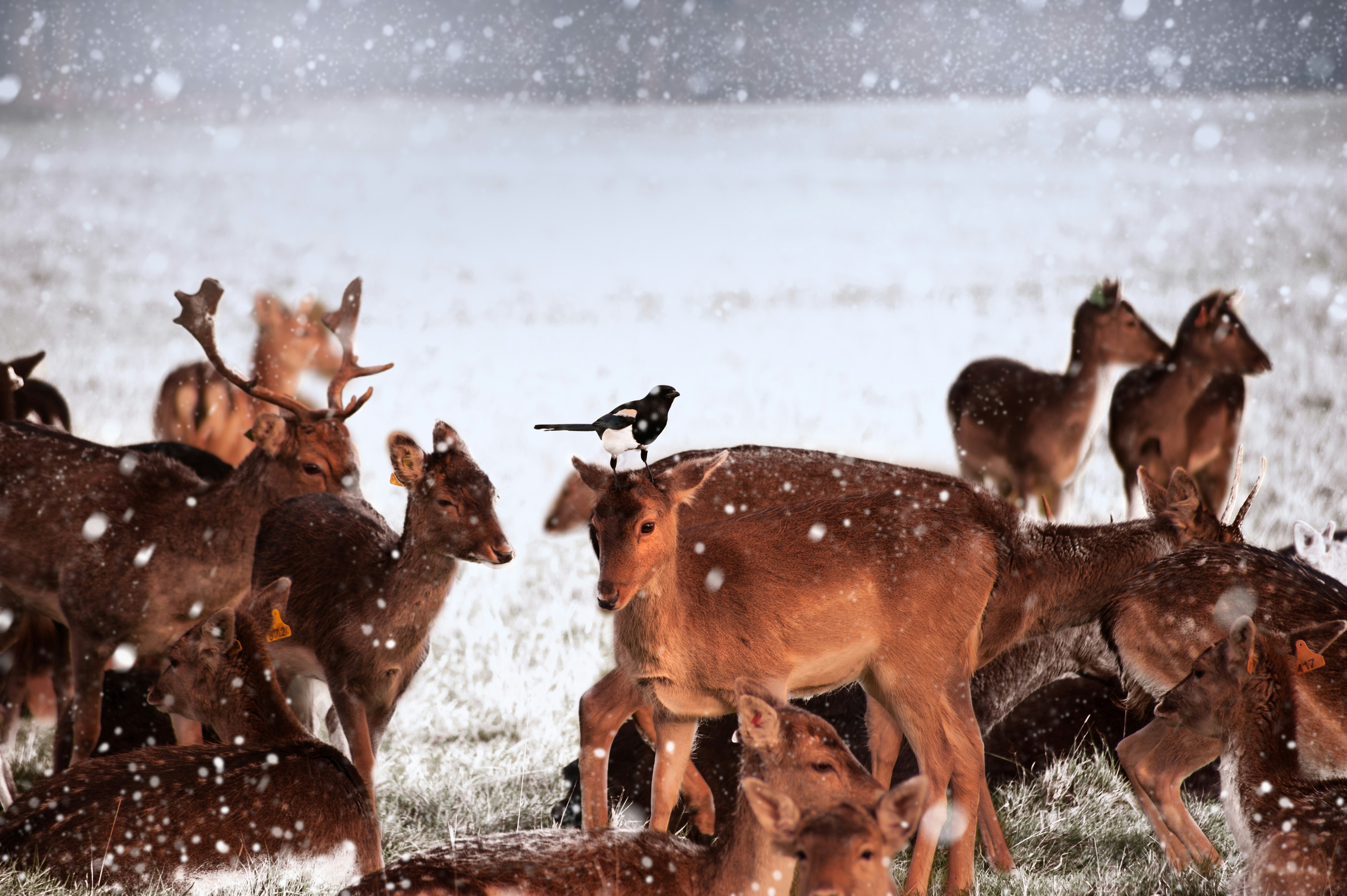 Magpie Perched on Deer in Snowy Field