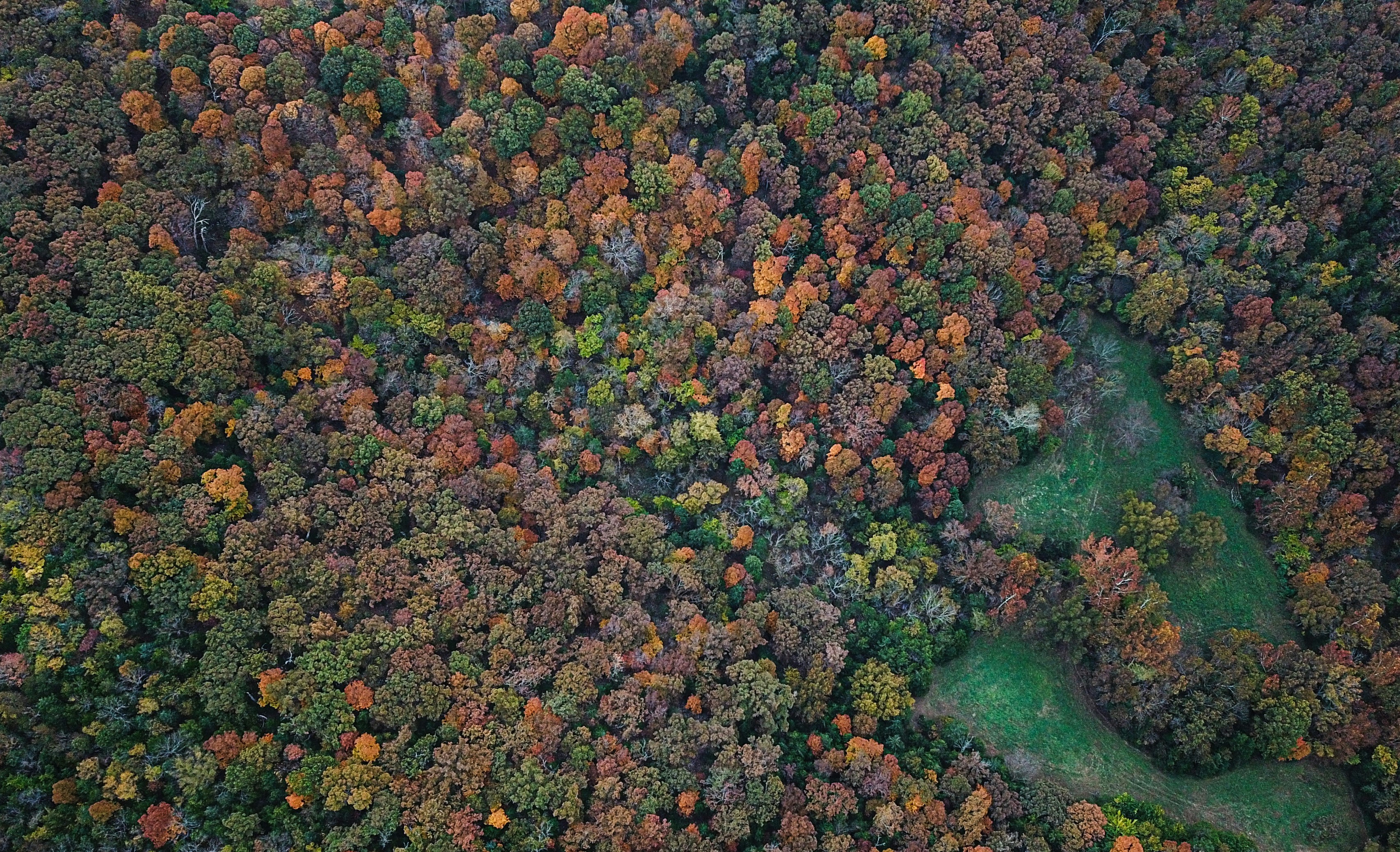 Aerial View of Autumn Forest