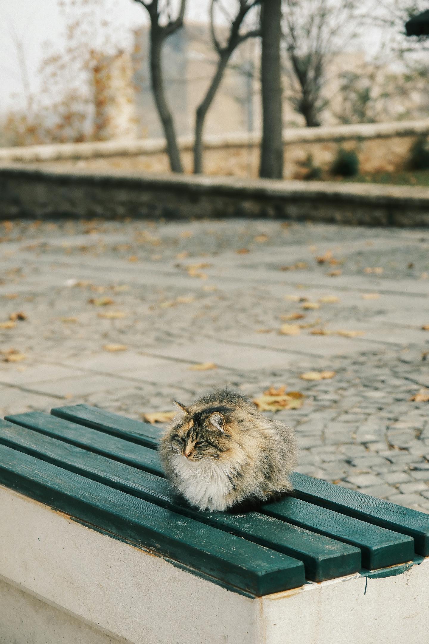 Fluffy Cat Resting on Park Bench