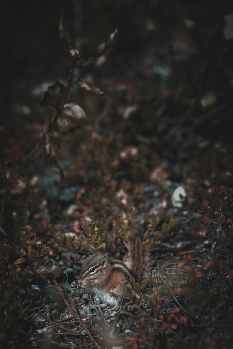 Chipmunk Eating Berry in Undergrowth