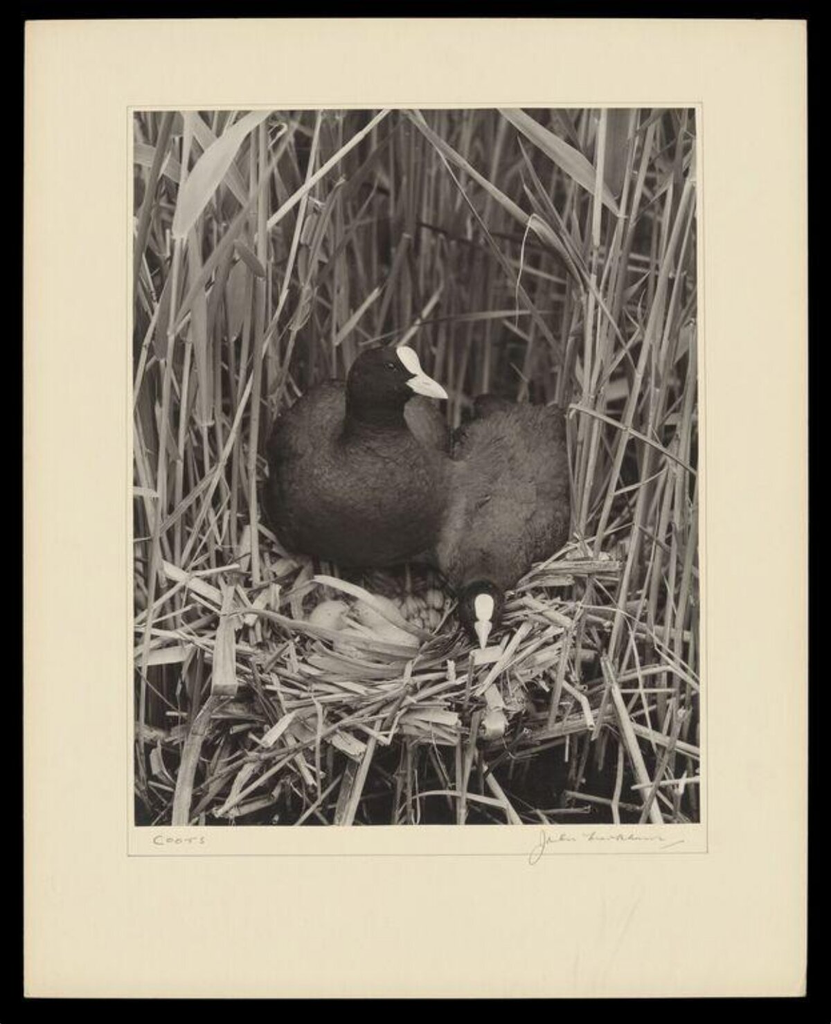 Two Coots at Nest in Reeds