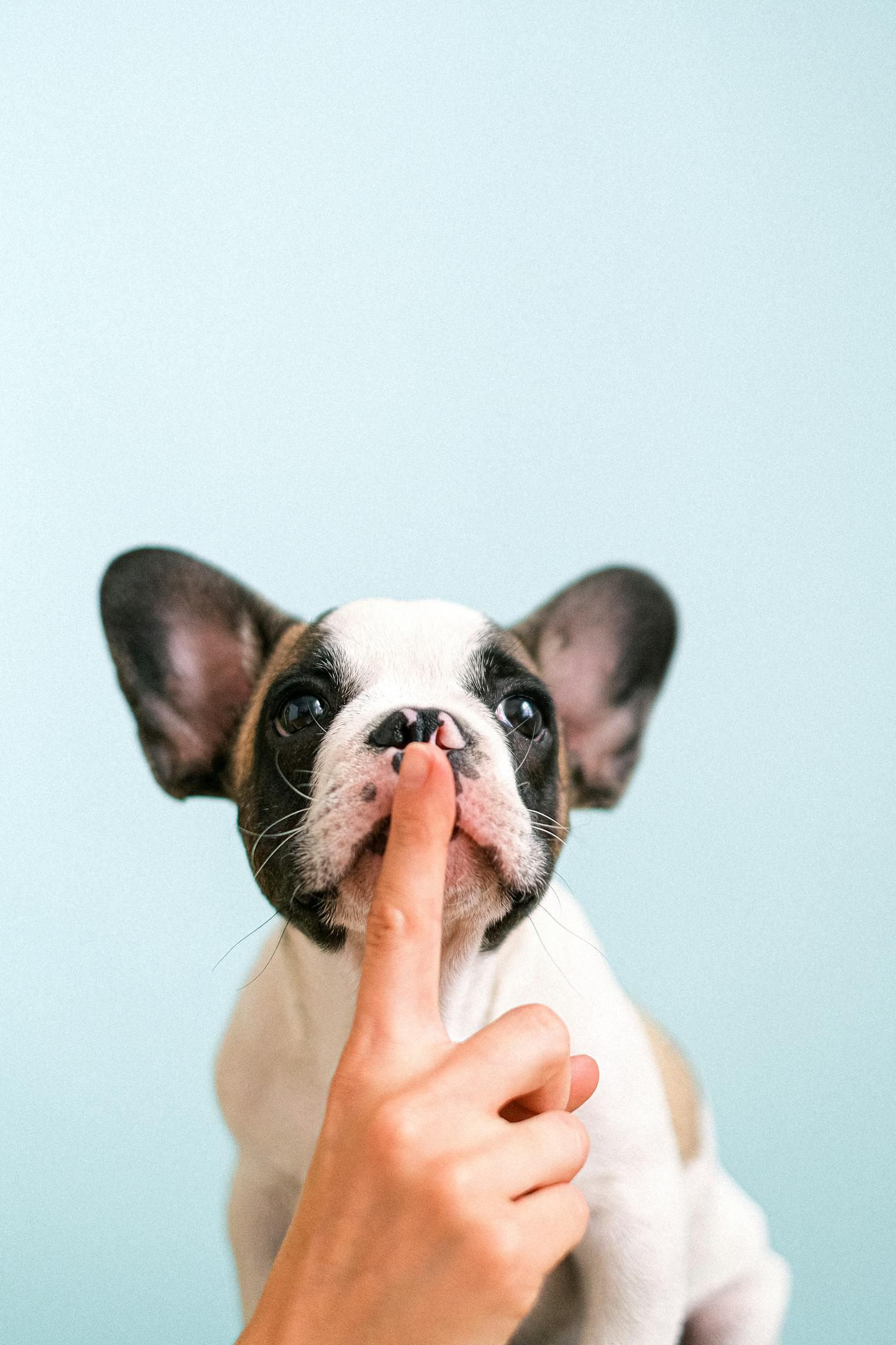 French Bulldog With Shush Gesture