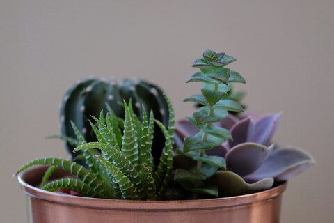 Assorted Succulents in Copper Pot