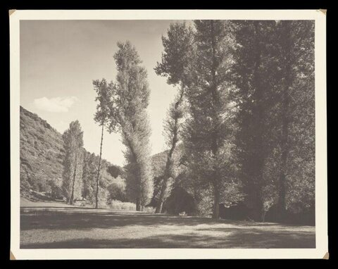 Black and White Poplar Valley Landscape