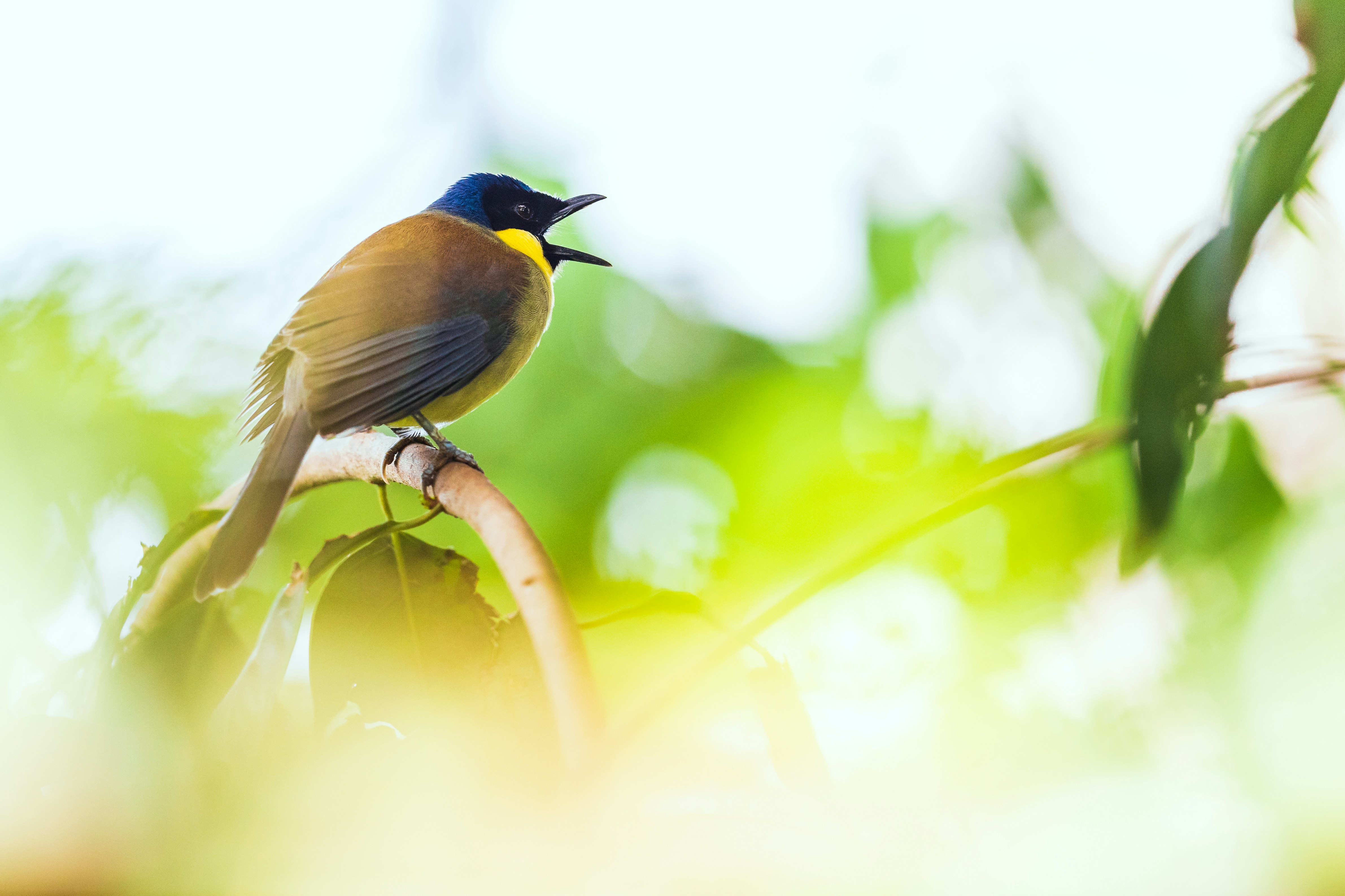 Singing bird perching on tree branch