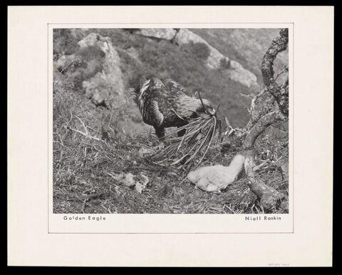 Golden Eagle at Nest with Chick