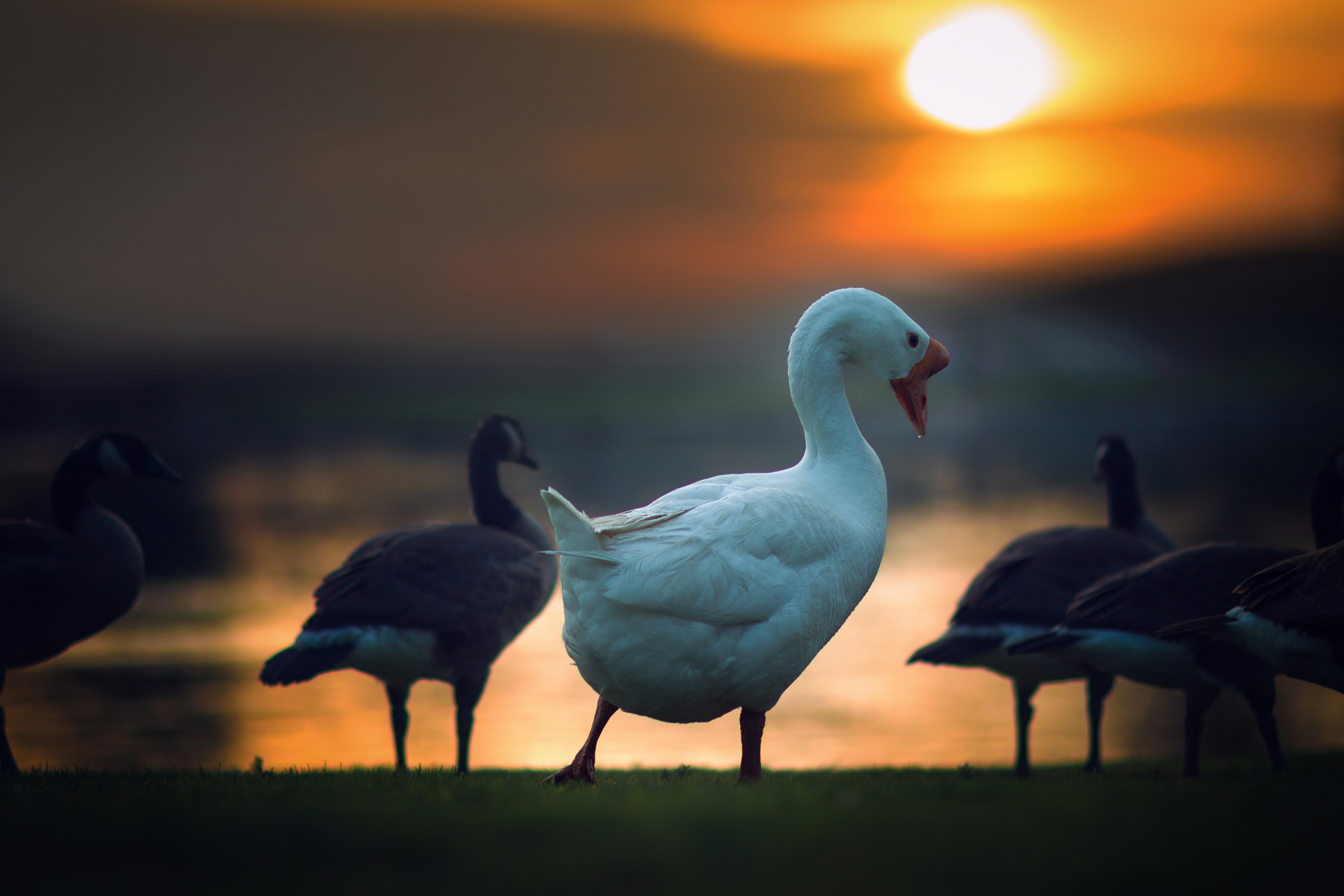 White Goose Among Geese At Sunset