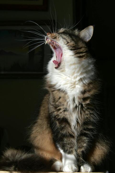 Fluffy Tabby Cat Yawning